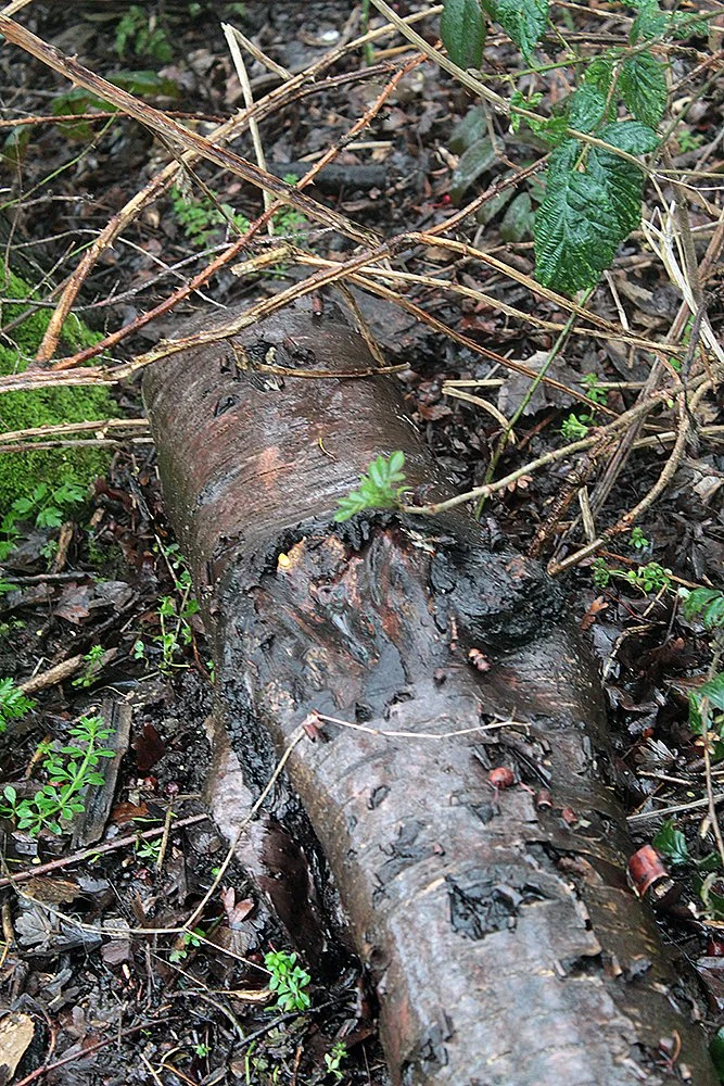 Photograph by Daniel