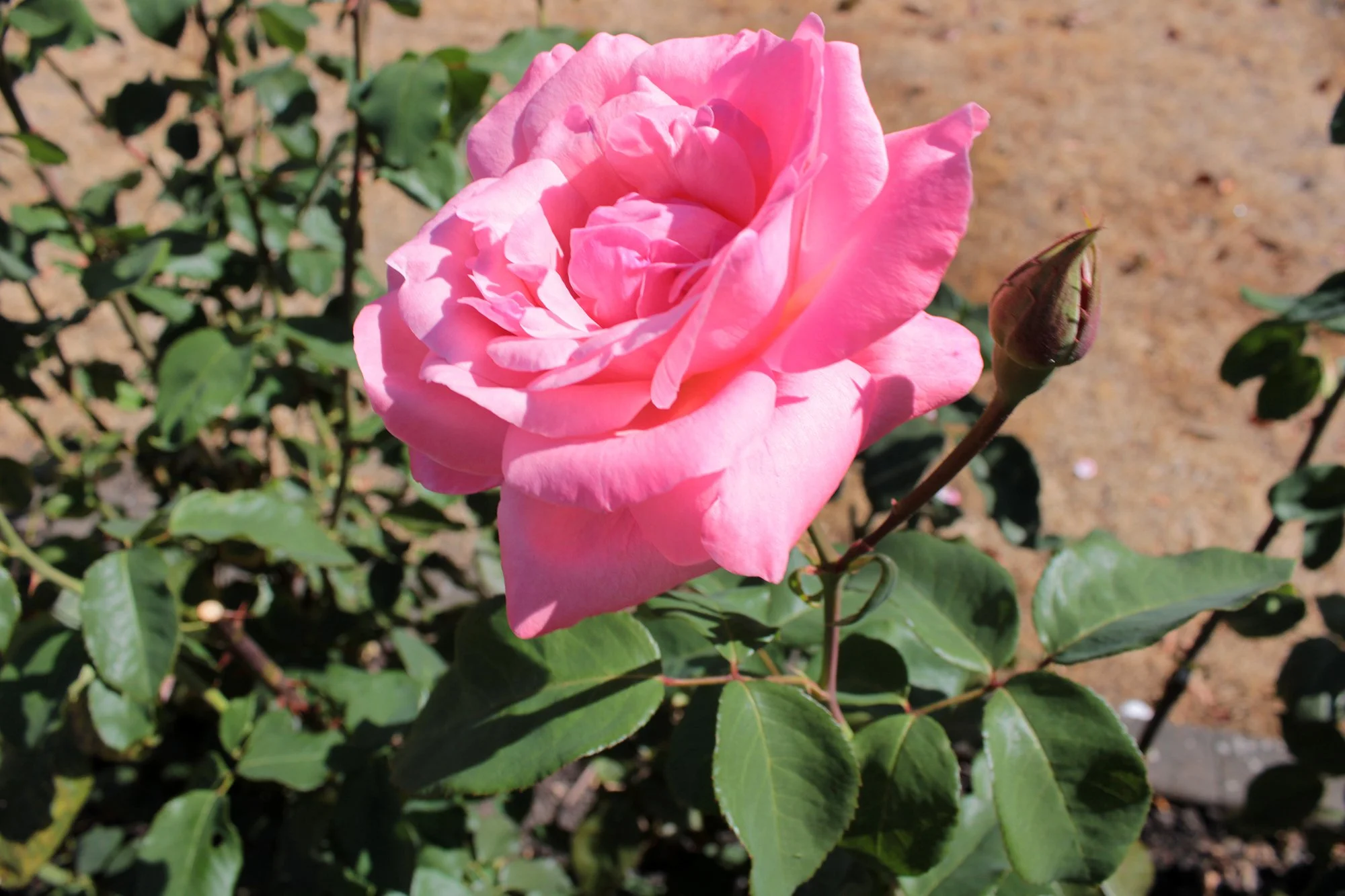 Photo by Vannia aged 10