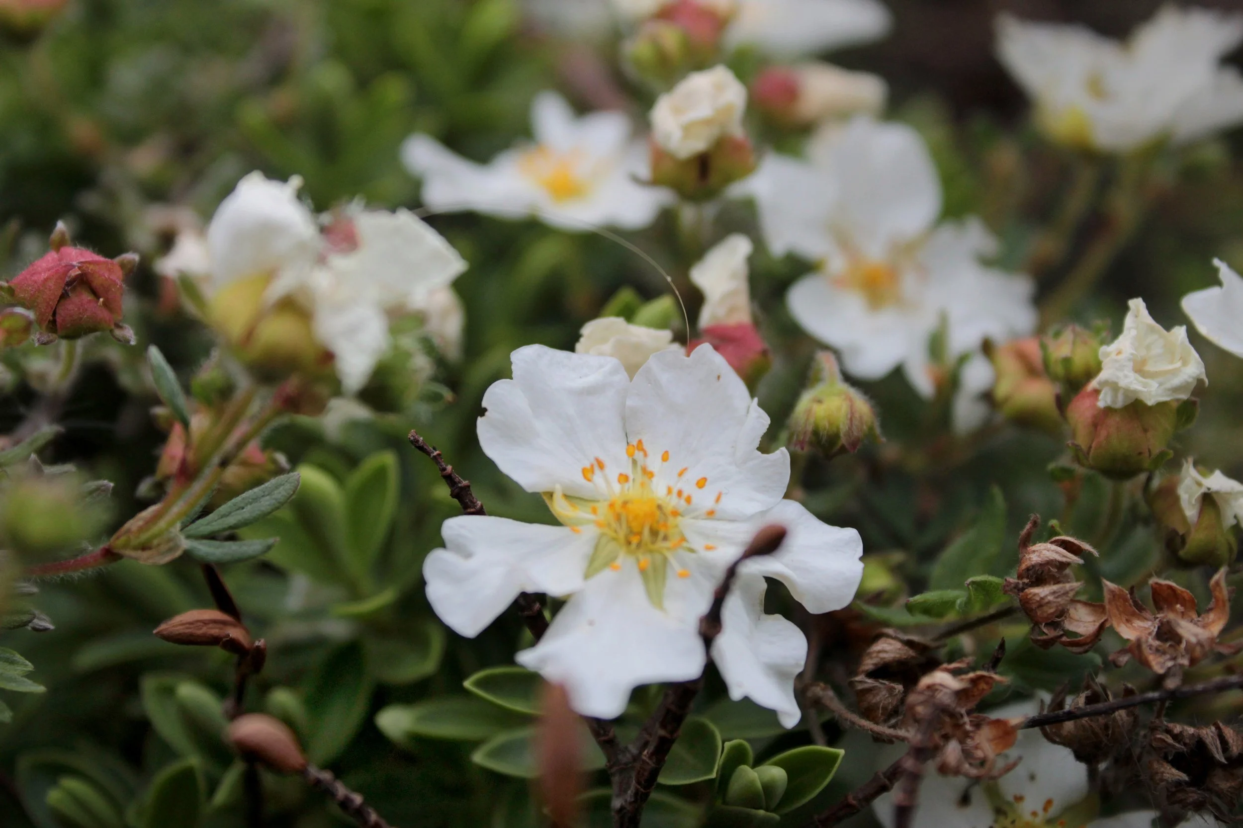 My whisper of freedom – Sara age 16