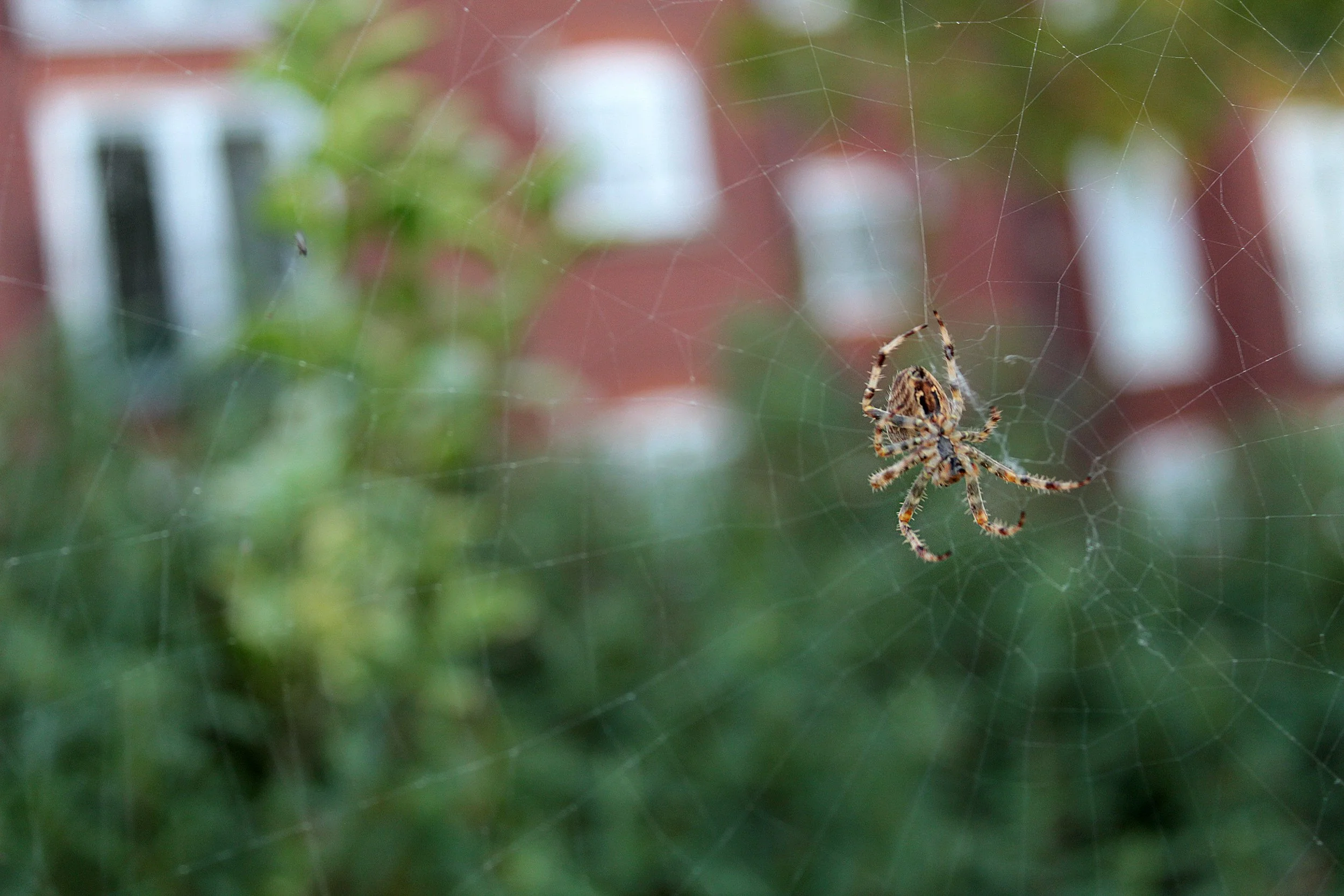 Web; a spiders beautiful creation - Brianne age 14