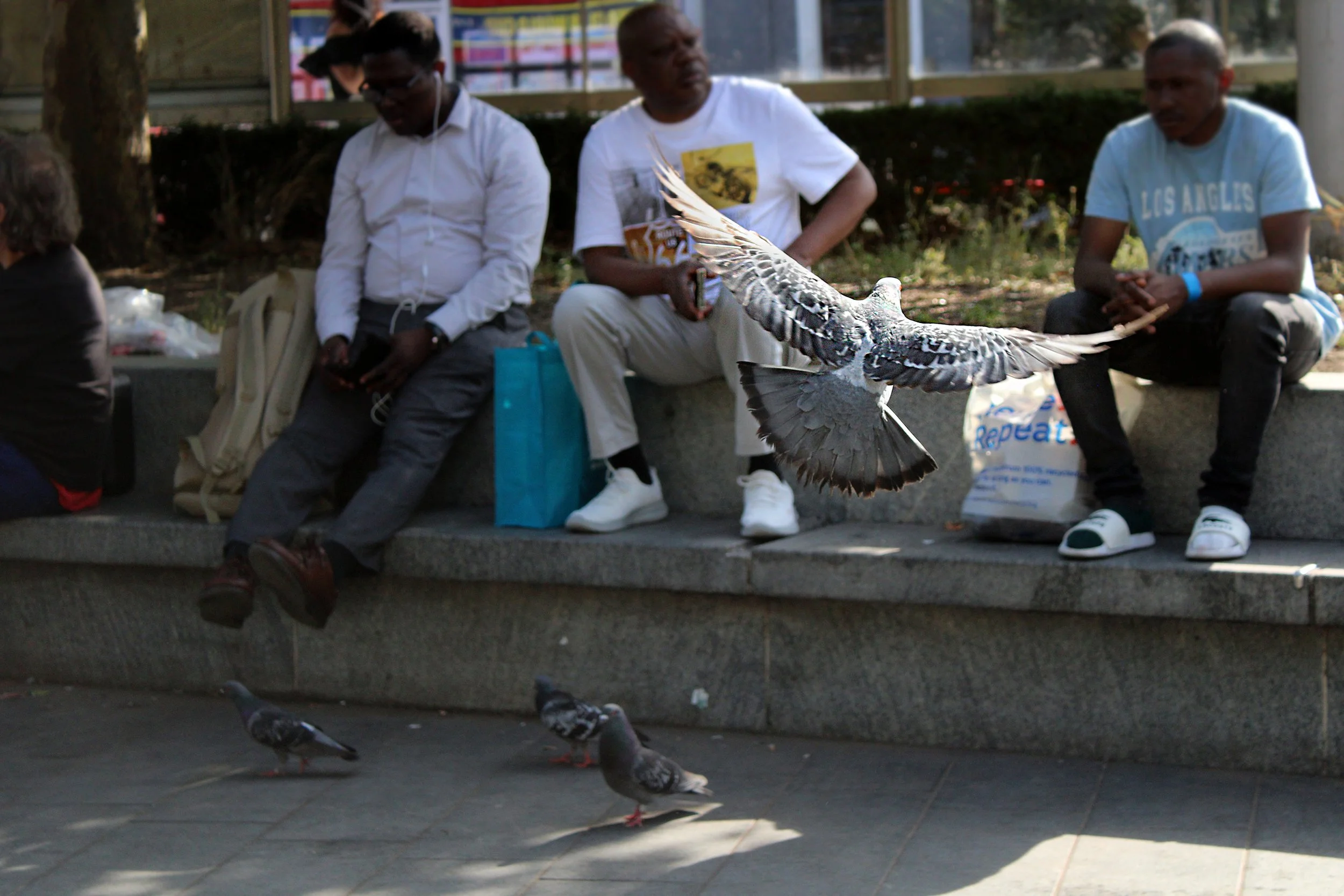 Journey of a lonesome pigeon – Edith age 13