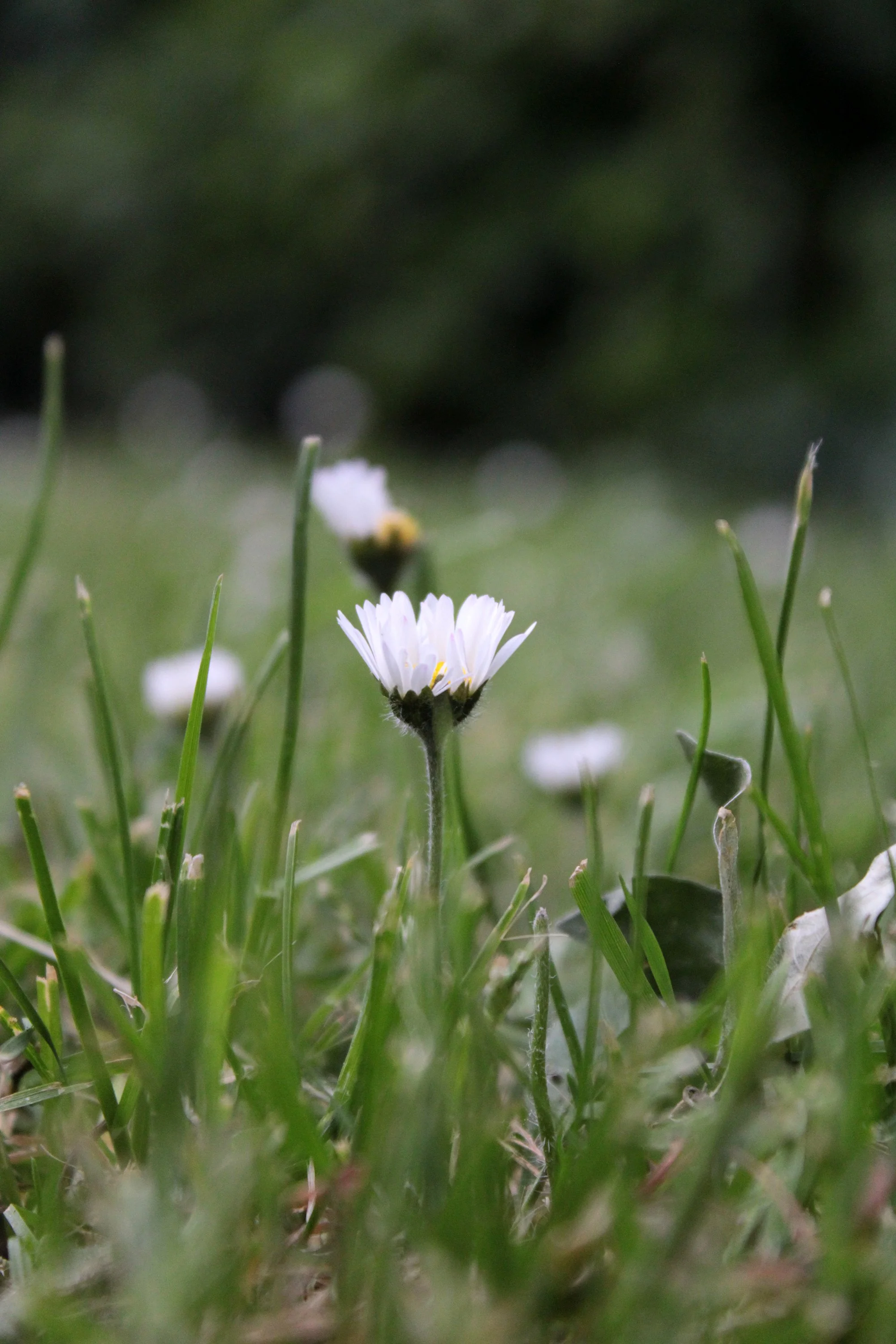 Where simplicity meets serenity – Rawdah age 13