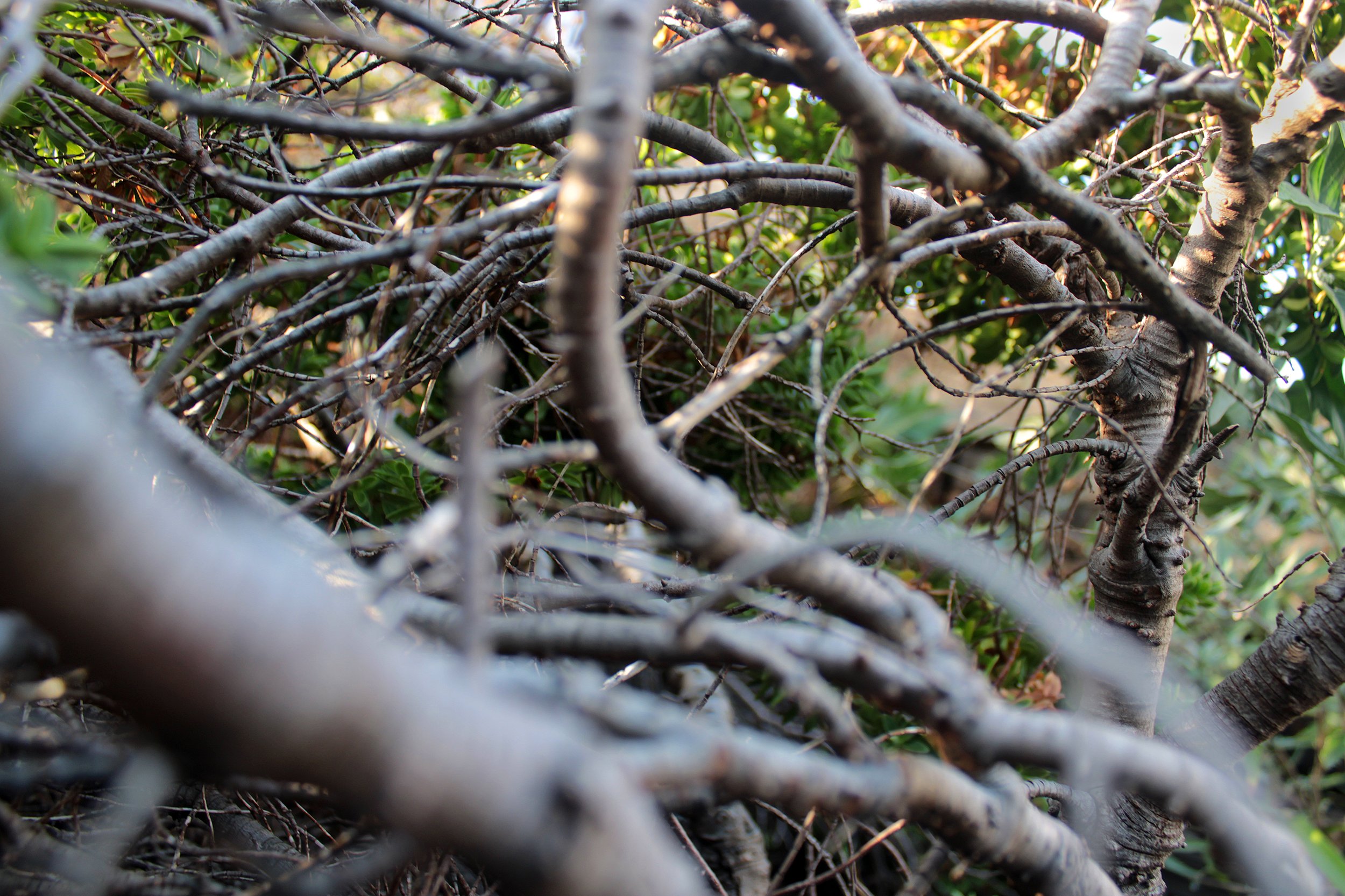 Tangled in life – Zaine age 14