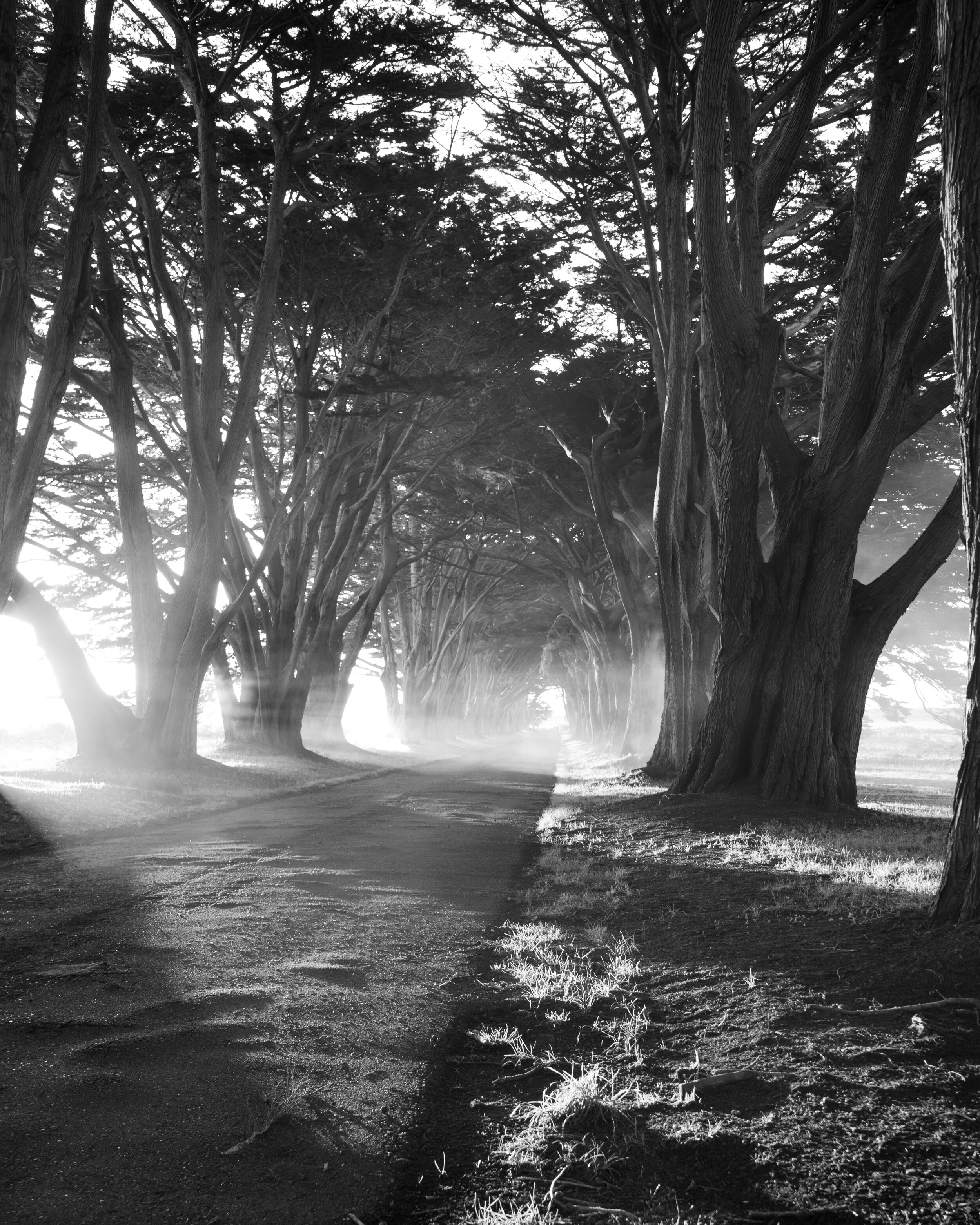  Cypress Tree Tunnel, Point Reyes   