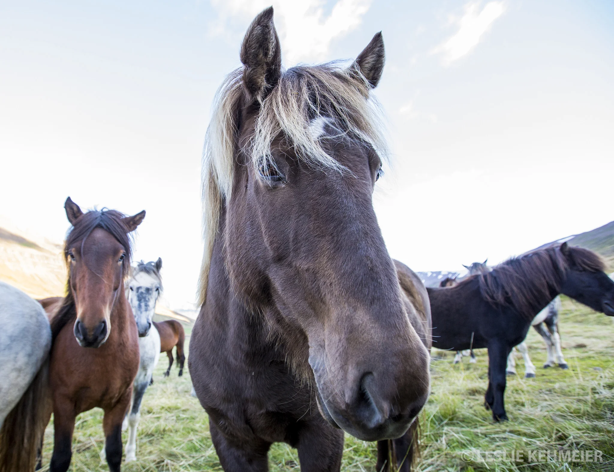 Icelandic Horses