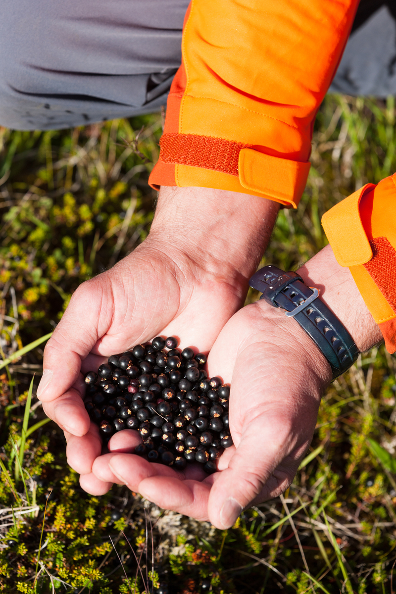 Berry Picking