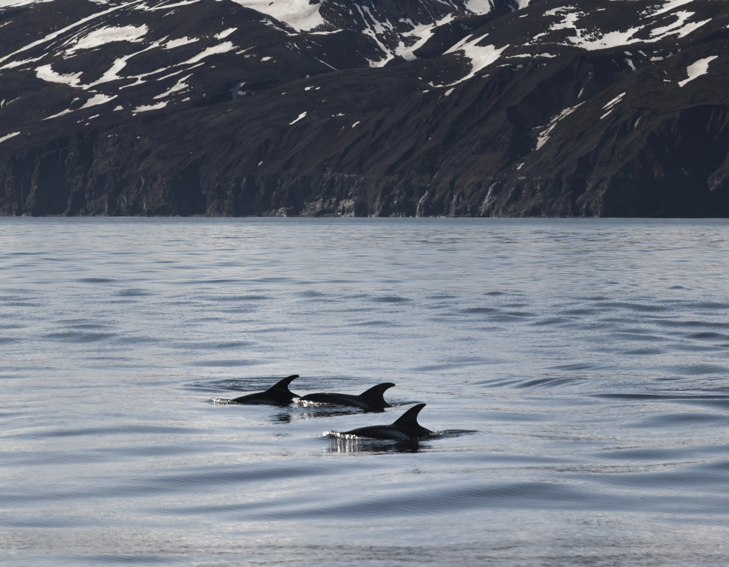 Whale Watching