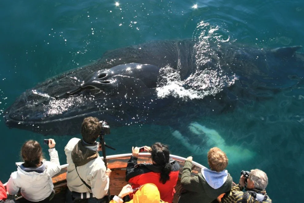 humpback-coming-up.jpg