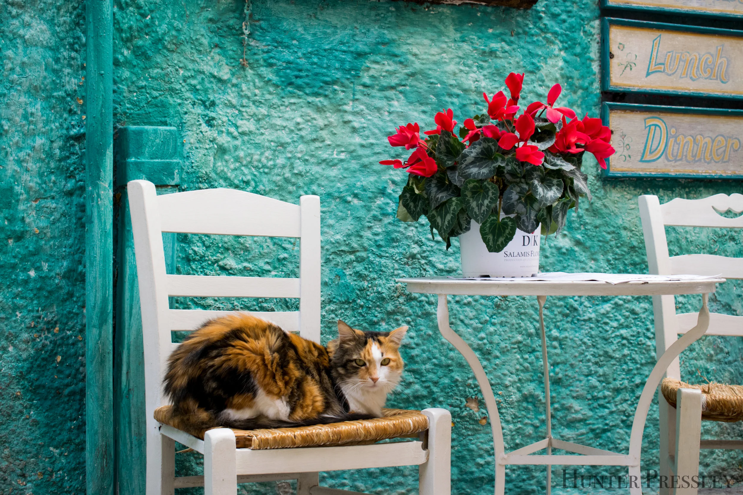 Cafe Cat, Aegina