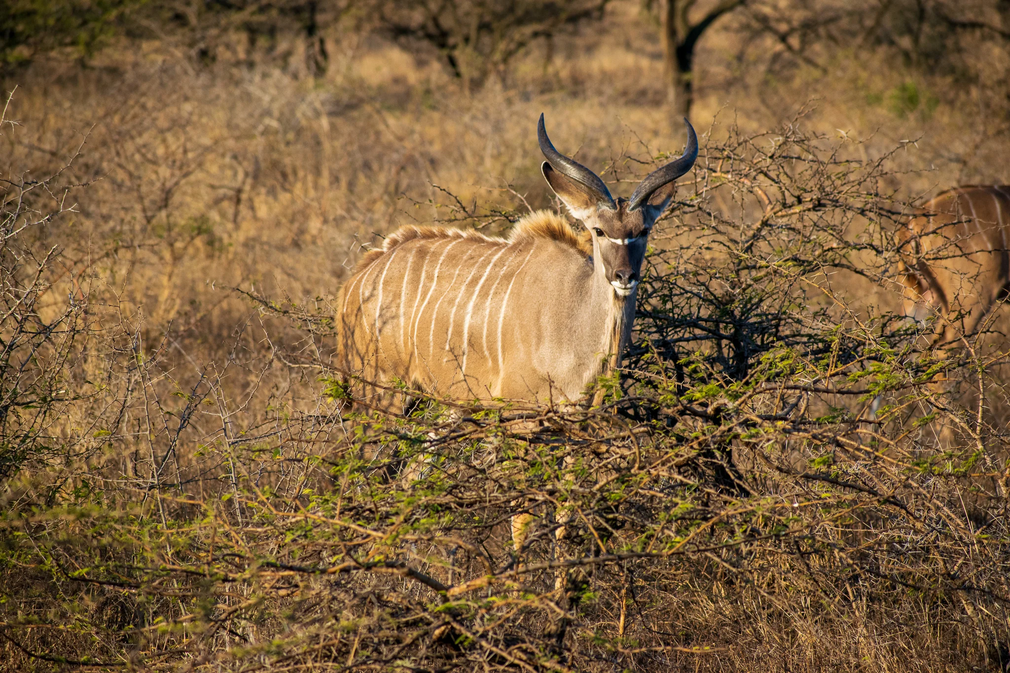 Male Nyala