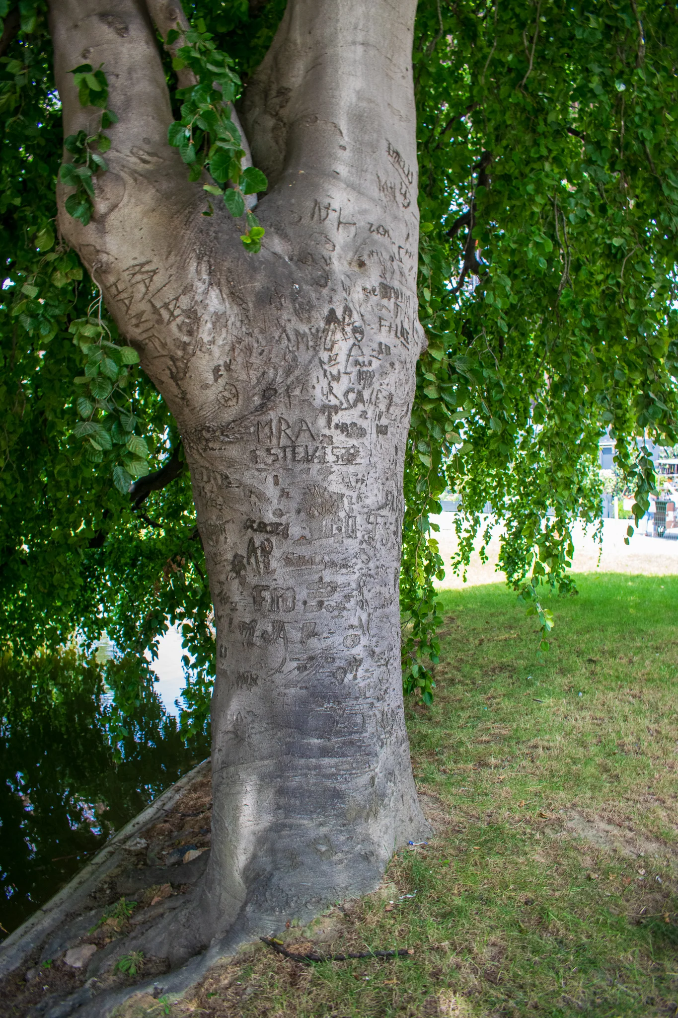 tree w/ carvings