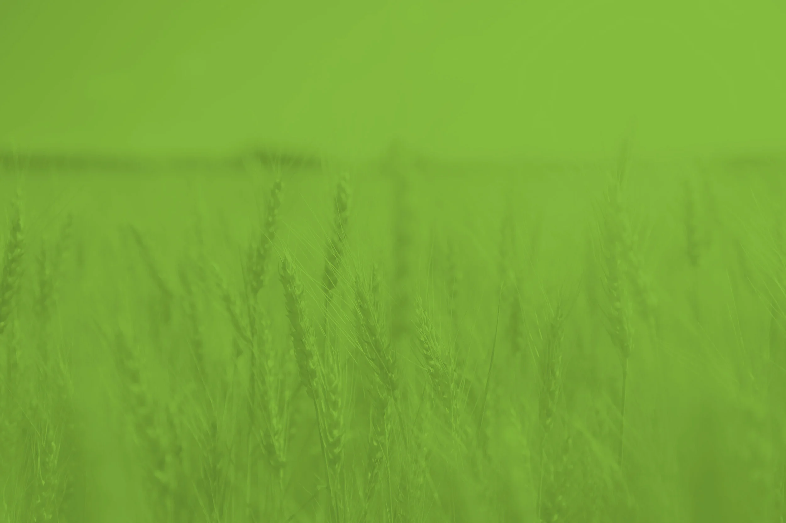 NLC-Intro-BG.jpg
