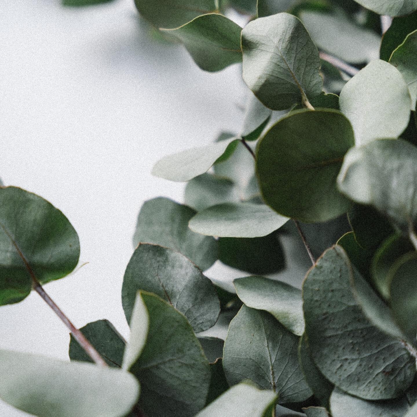 Native to Australia, and used traditionally as a medicinal herb by the Indigenous, EUCALYPTUS has powerful antiseptic properties that we can all benefit from. Learn how it was introduced to the rest of the world, and how to use it in your home - in p