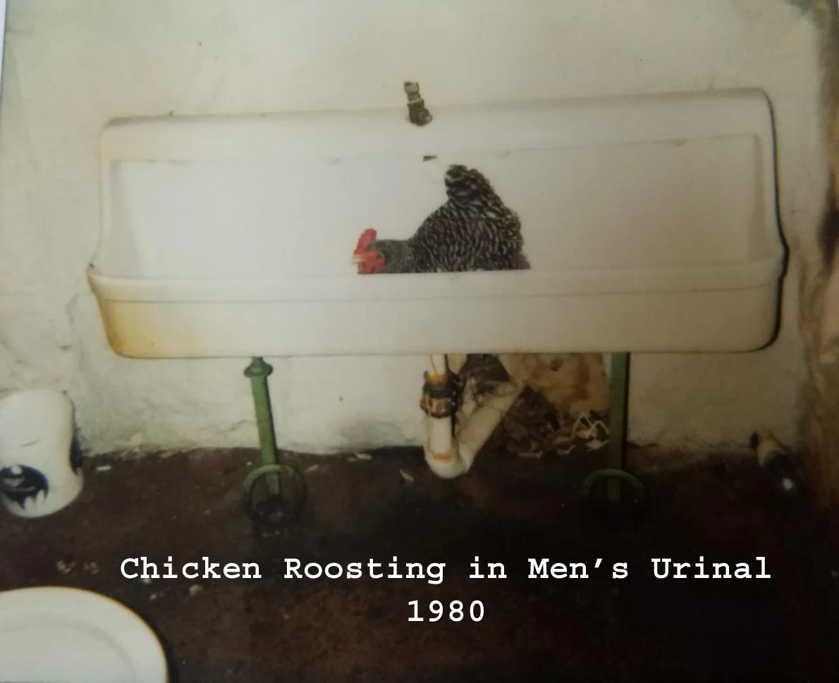 Chicken.jpg