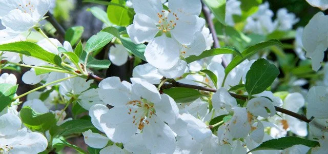 spp_crabappleblossoms.jpg
