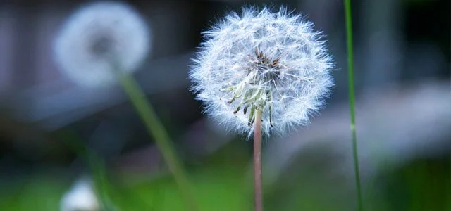 spp_dandelions.jpg
