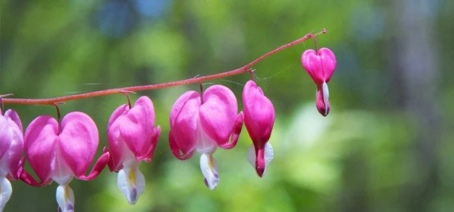 Spring Photo Essay: My Backyard