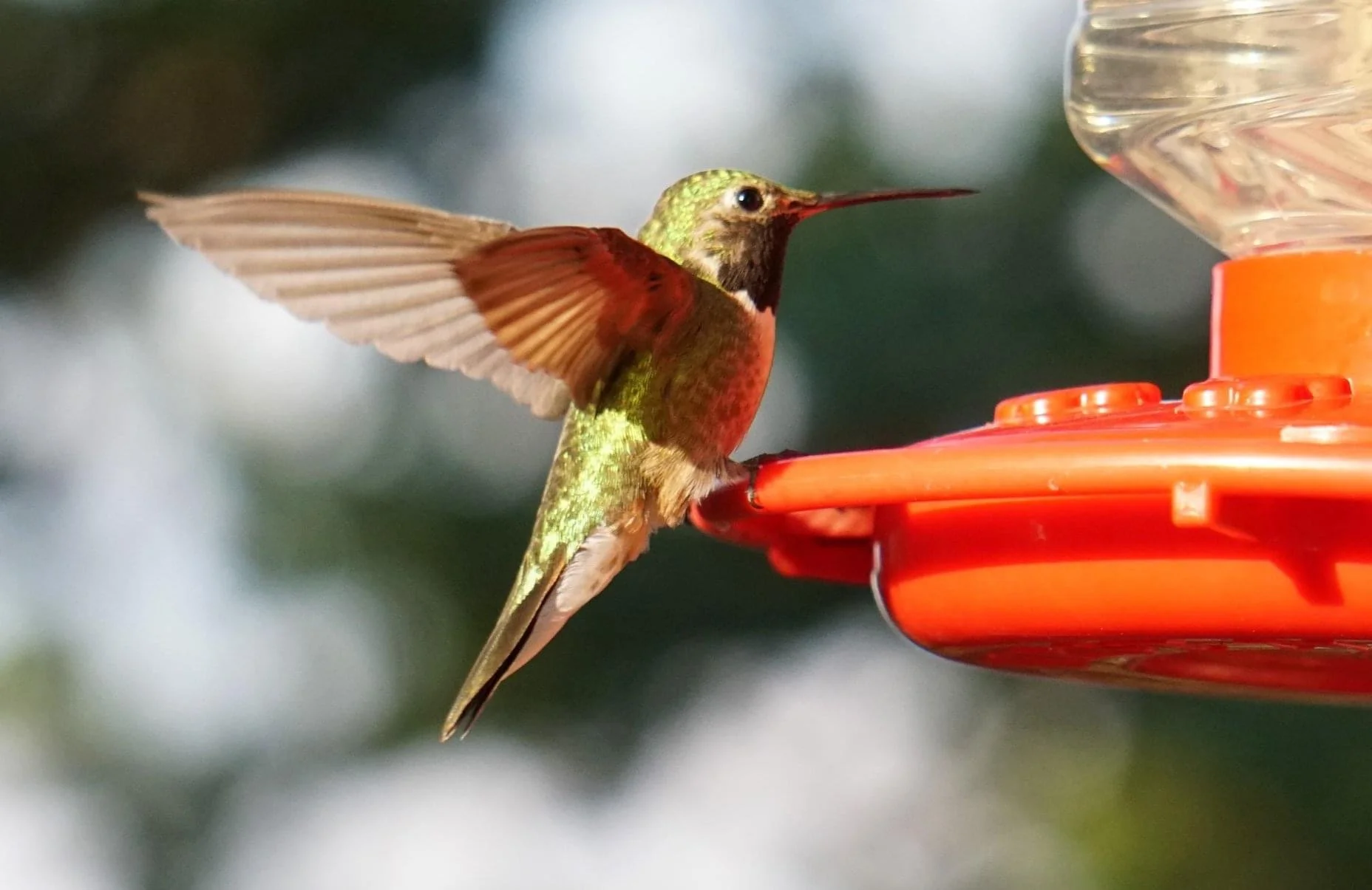 Hummingbird.JPG