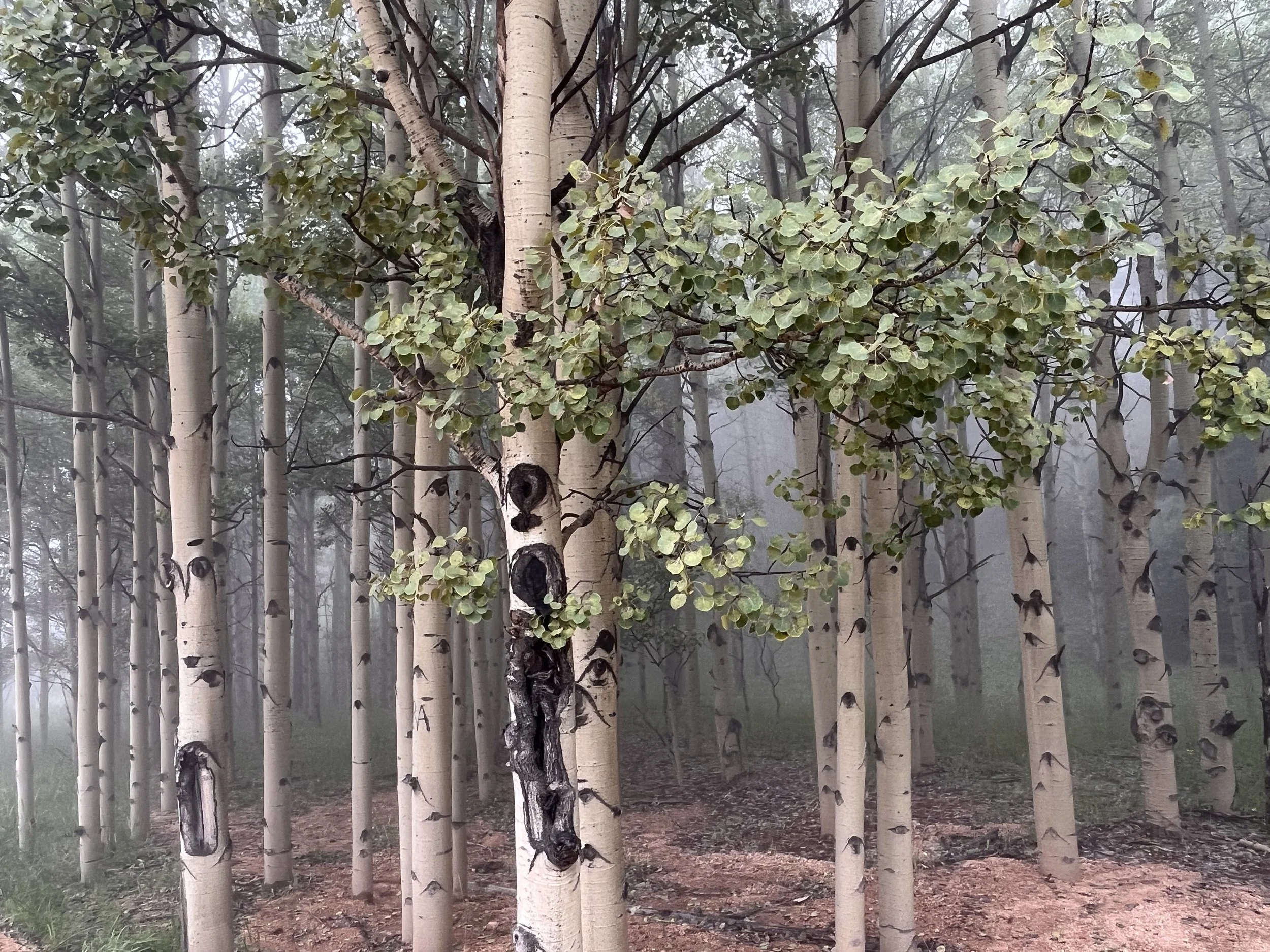 Misty Aspen.jpg