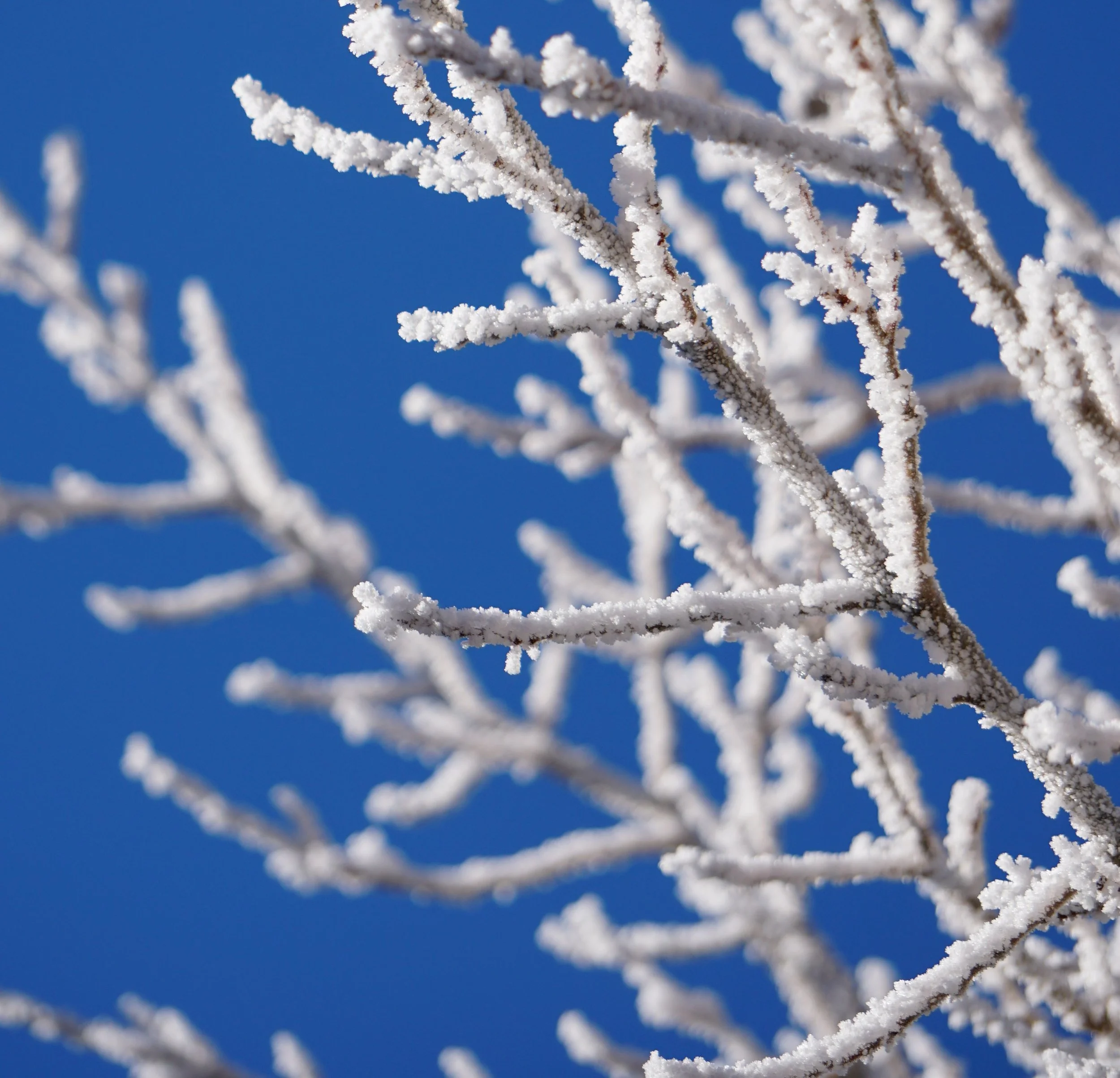 Macro Branches Blue 1.jpg