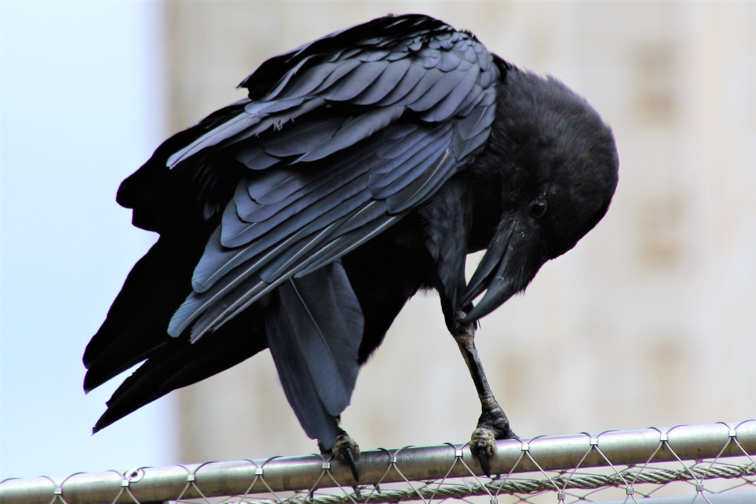 Tower Raven (photo: Jay Labov)