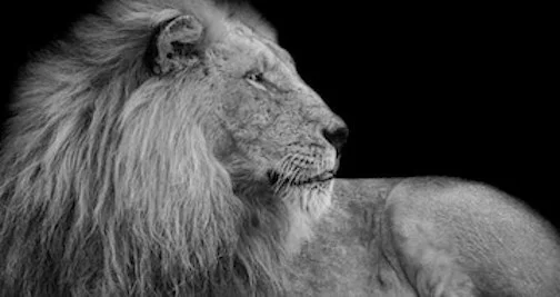 Lion image for blog.jpg