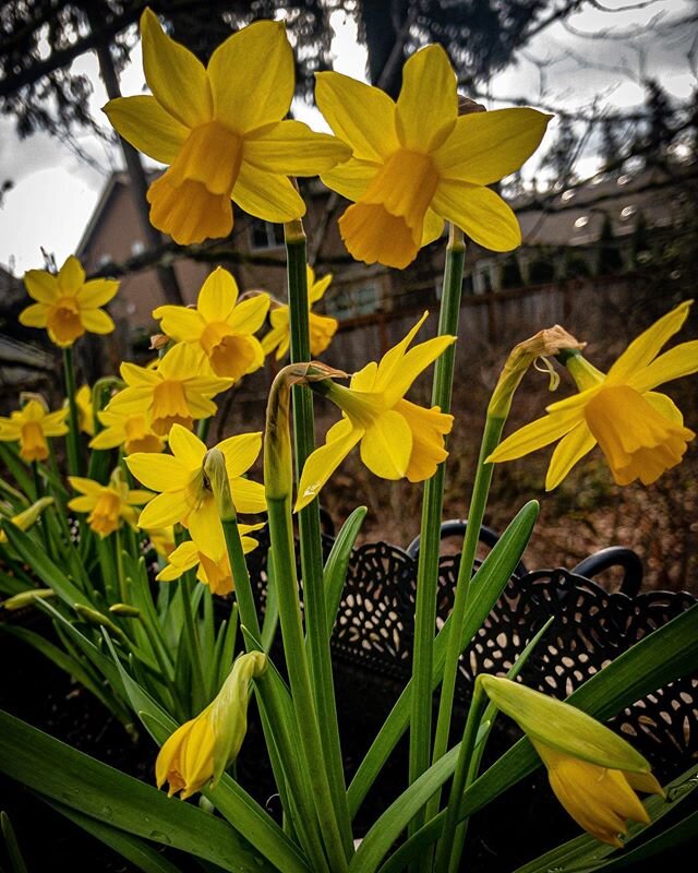 💐 💐💐backyard daffodils 💐💐💐⁣ 🌼🌼🌼🌼🌼🌼🌼⁣
Man, it&rsquo;s been a tough week to be in society. Everyone is at a high base-level anxiety and the energy around is freaking weird to say the least. My husband is lucky enough to be able to work fro