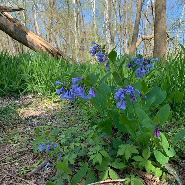 Finding new places to walk and in love with these bluebells.