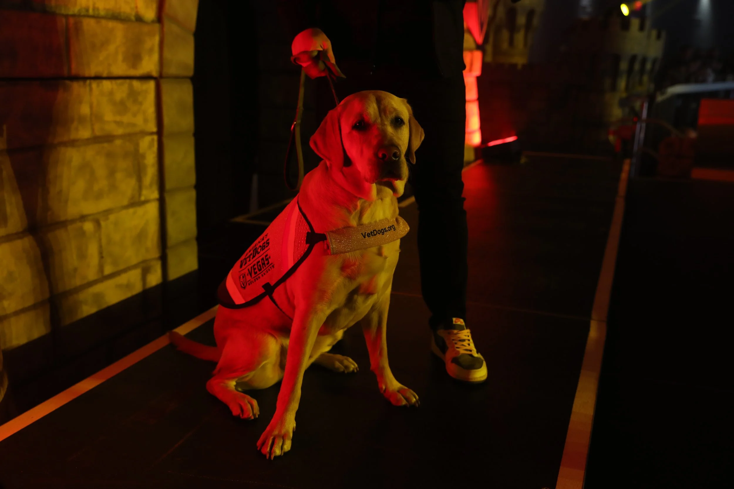 K-9 Knight!