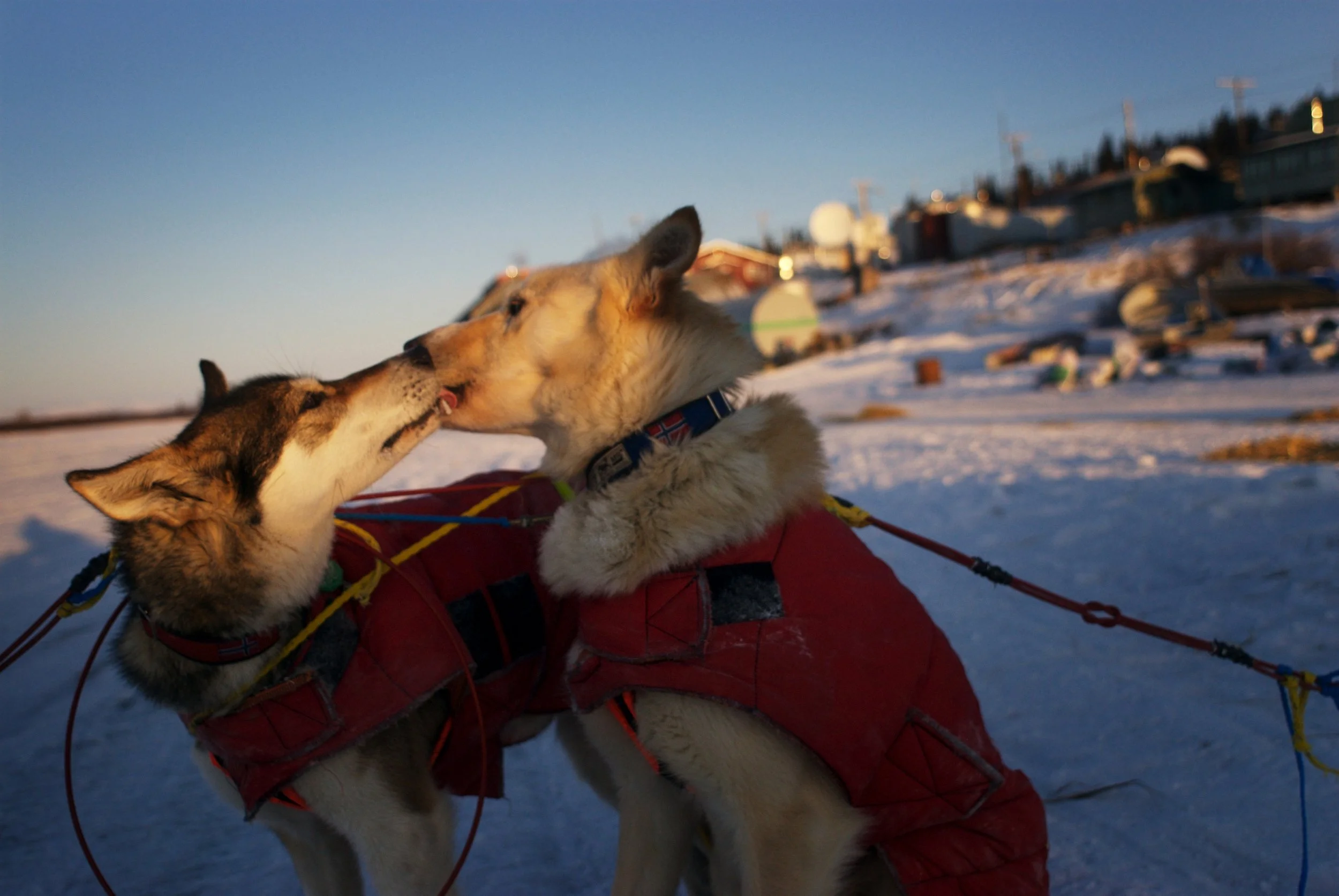  Dogs in Alaska are traditionally used for travel between villages. Today the snow machine has taken the place of the dog team, which are now mostly used for racing. The most famous of these races is the Iditarod, a 1049 mile trek from Anchorage to N