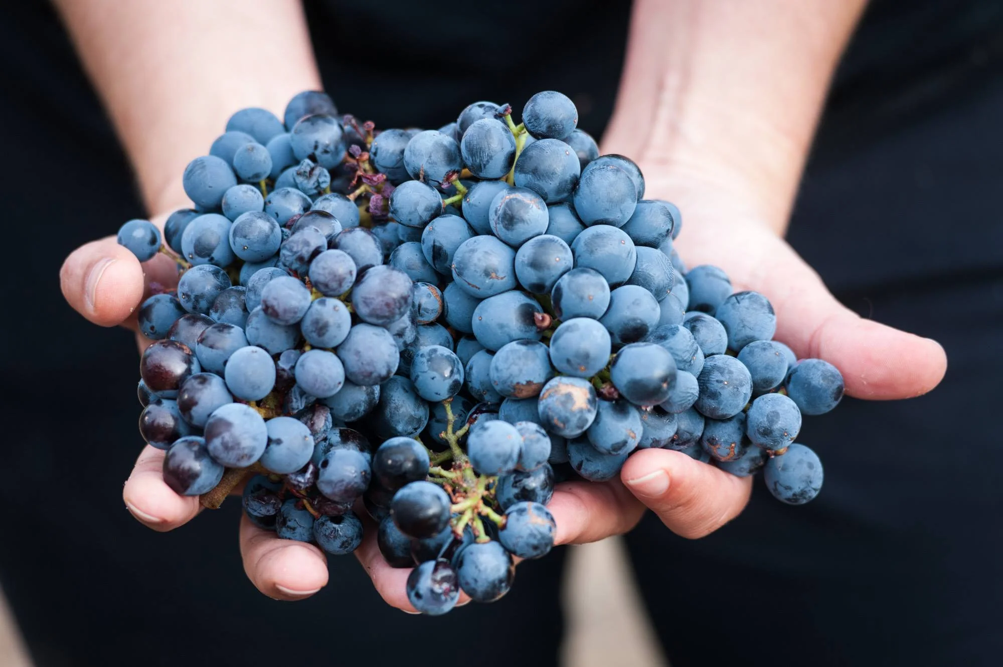 grapes.jpg