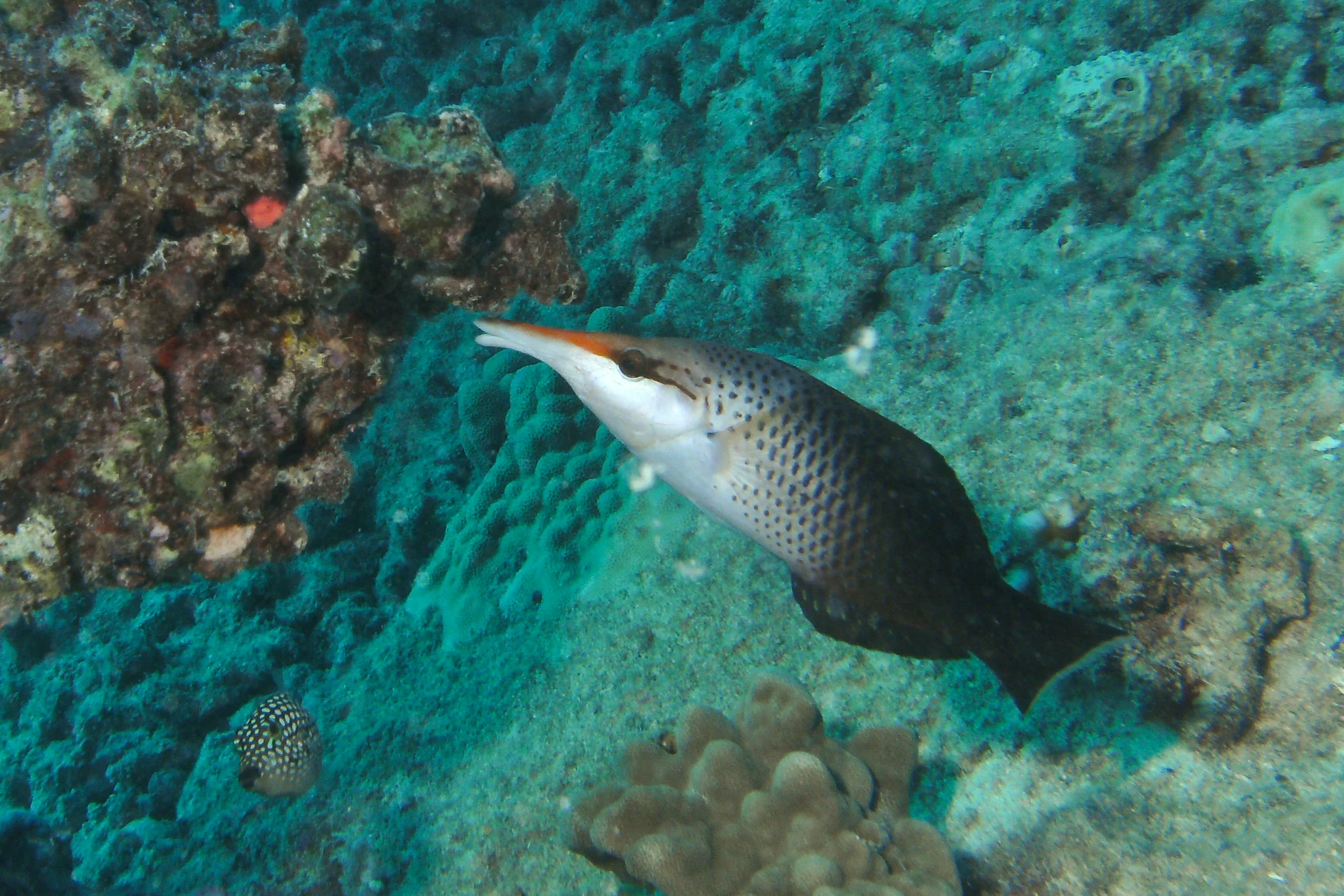 PICT0209_4x6.jpg