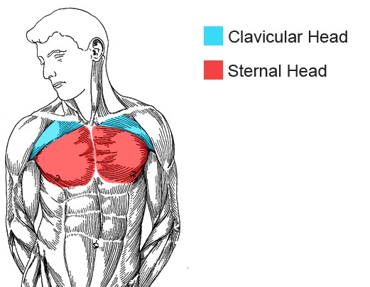 How to grow your chest — Za Mrvicu Bolji