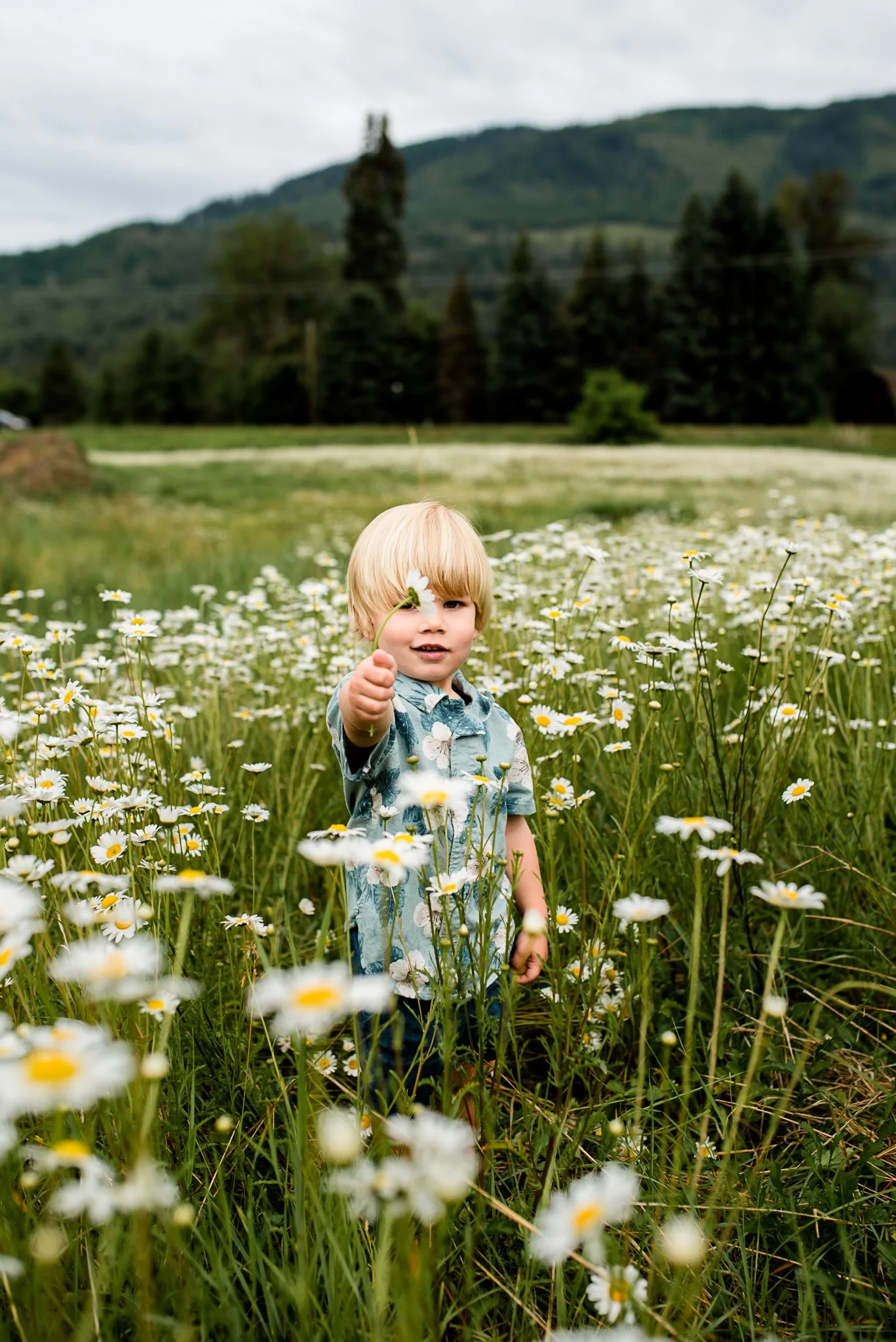 daisy field  (2 of 7).jpg