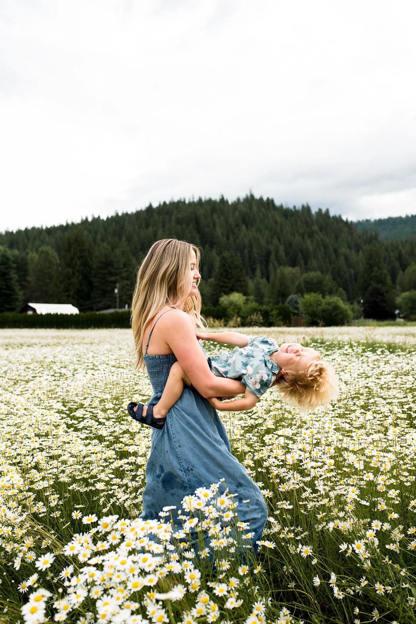 daisy field  (7 of 7).jpg