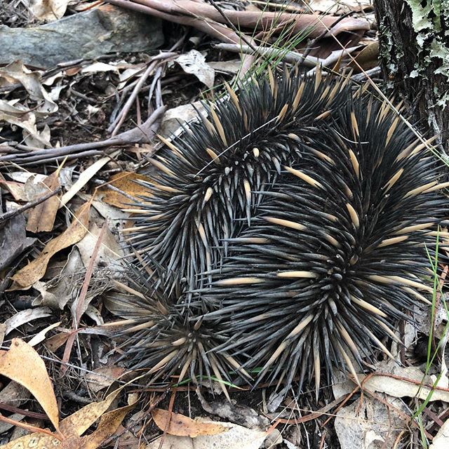 Cute but not furry - we spotted this echidna on today&rsquo;s ride. The locals are looking forward to seeing you in 2020! #wembo2020 #newenglandhighcountry #armidale #mtb #wildlife #echidna