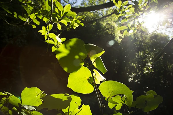 Kawakawa0_web.jpg