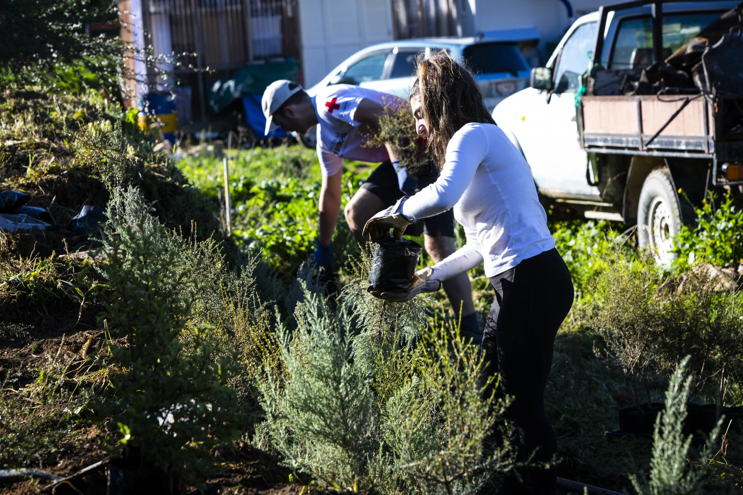 We had a successful month of planting in June, with large groups of people kindly volunteering their time.