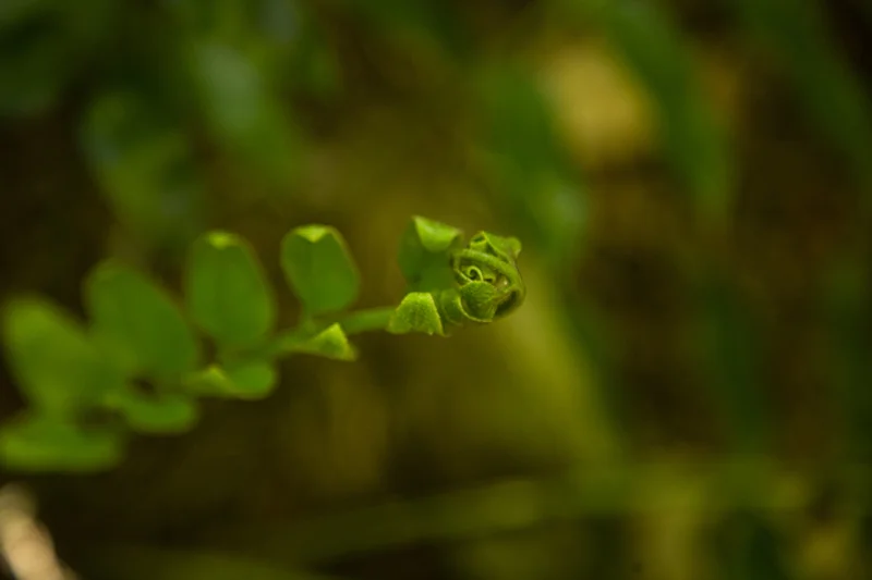 Ferns0web.jpg
