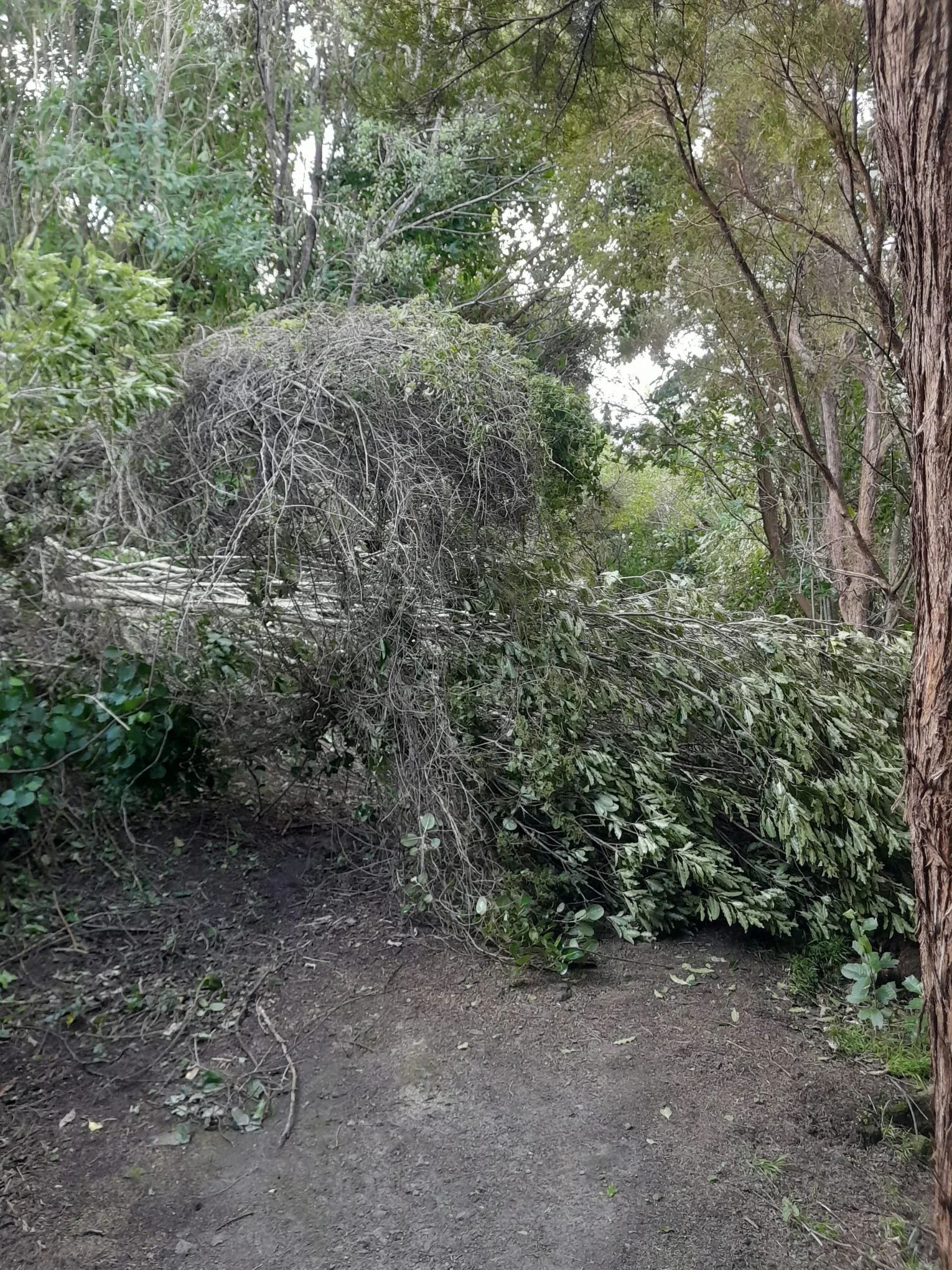 From Storm Damage to Strength: Building a Forest That Lasts.