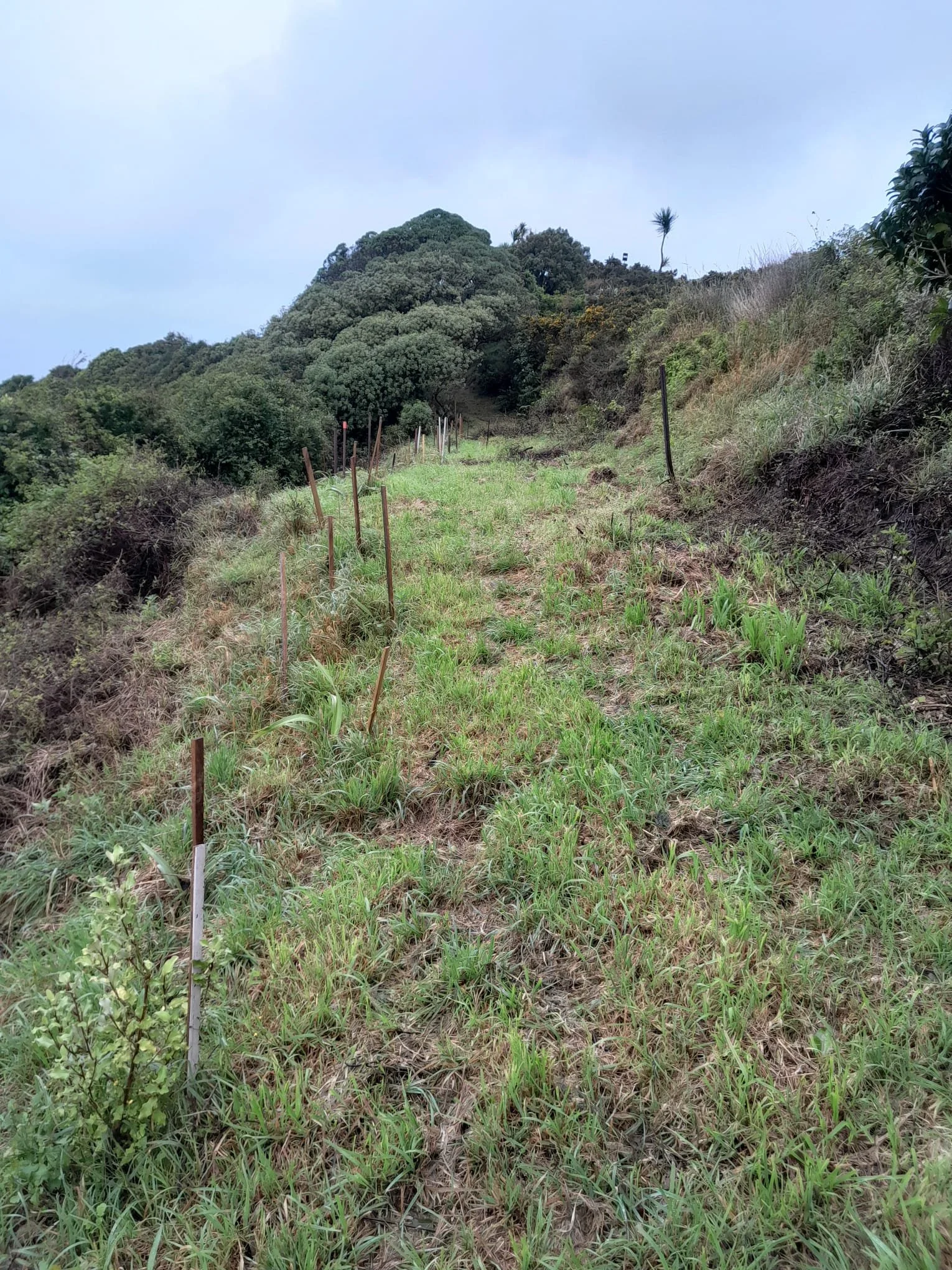 Weathering the Storm: Working bee plans