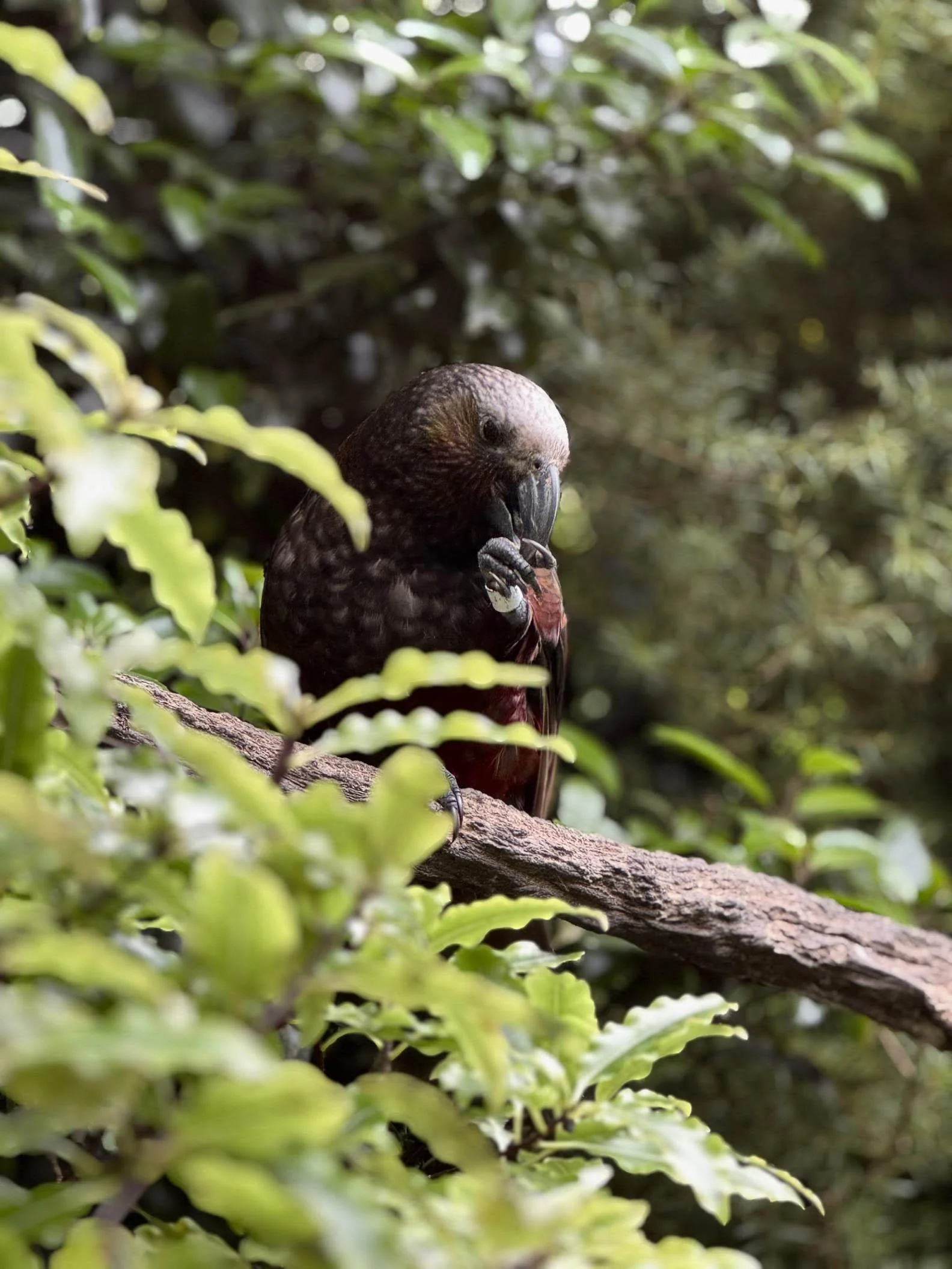 Manawa Karioi Bush Bird Survey 2026