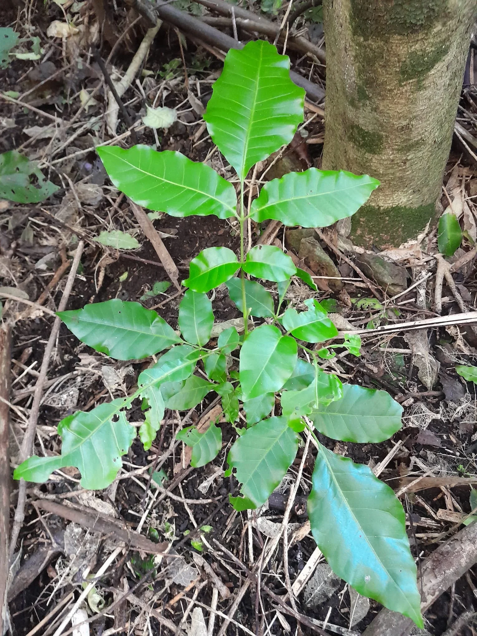 We're Not Just Planting Trees, We're Planting a Forest