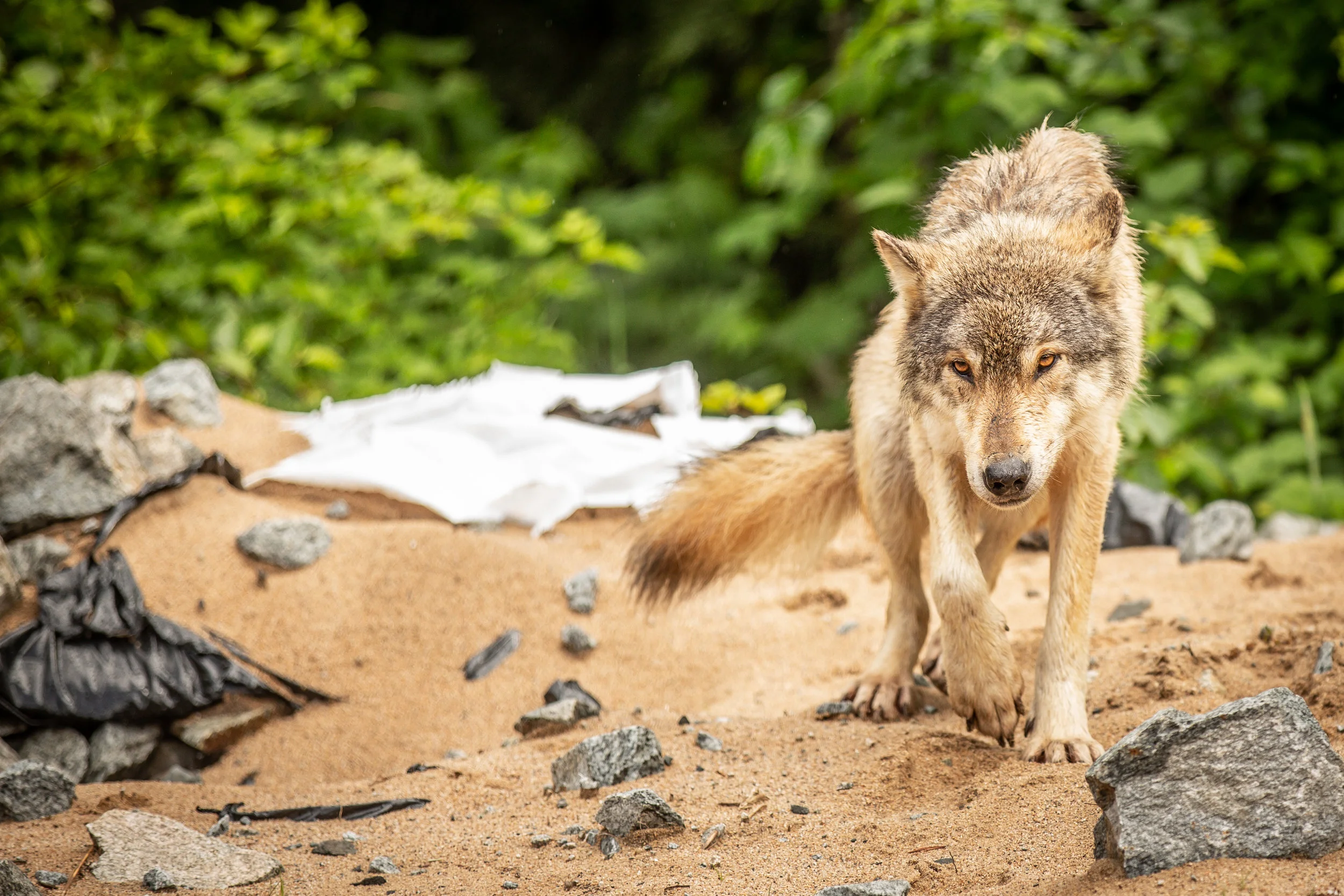 A costal wolf maneuvers her way around a plastic infested beach.