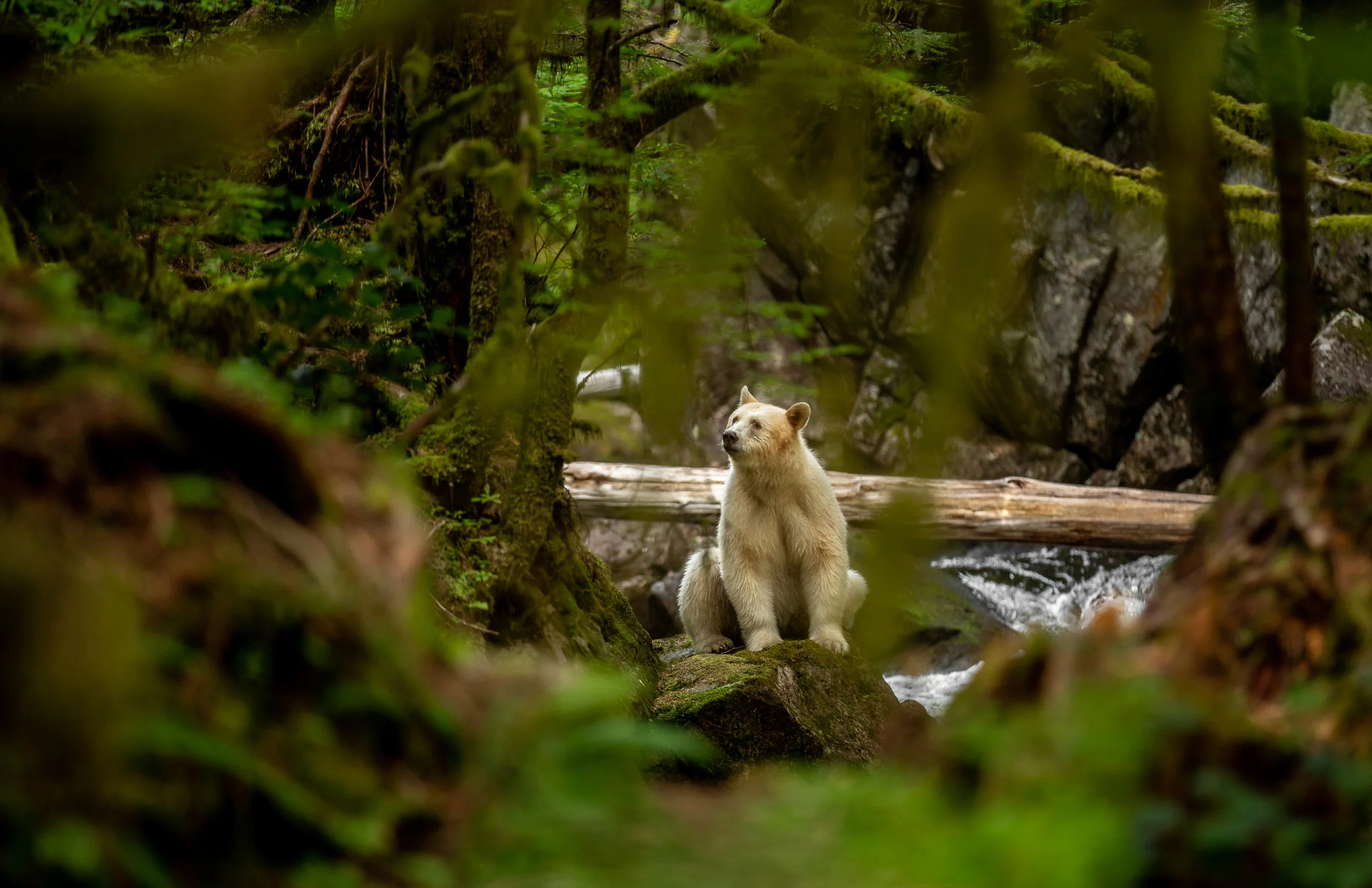 A gentleman named Chris visited us in the rainforest, he was recently diagnosed with ALS, and figured that he’d like to see as much of the world as he could before he wouldn’t be able to anymore. I told him we could go on a mission to find the white bear, but it would be a challenge. Everywhere Chris went, he had to carry an oxygen tank on his back, and a spare, and he had just about lost the use of his left arm, except his shoulder. It took a while, but we hiked up one of our steepest river systems, and down into the canyon. He told me he had had enough and asked if we could just sit where we were. We sat down, set up our tripods (he shot on an old Nikon film camera using one hand!) and waited. It didn’t take long before a white figure peered from the bushes on the same side of the river as us. The spirit bear posed on a rock for a while before walking down into the river to catch salmon. I can’t explain to you the feeling of sharing this moment with Chris. He was well rewarded for his relentless attitude to climb that steep trail into the river. I want this print to be absolutely perfect for you. Fill in the form below, and lets get started.
