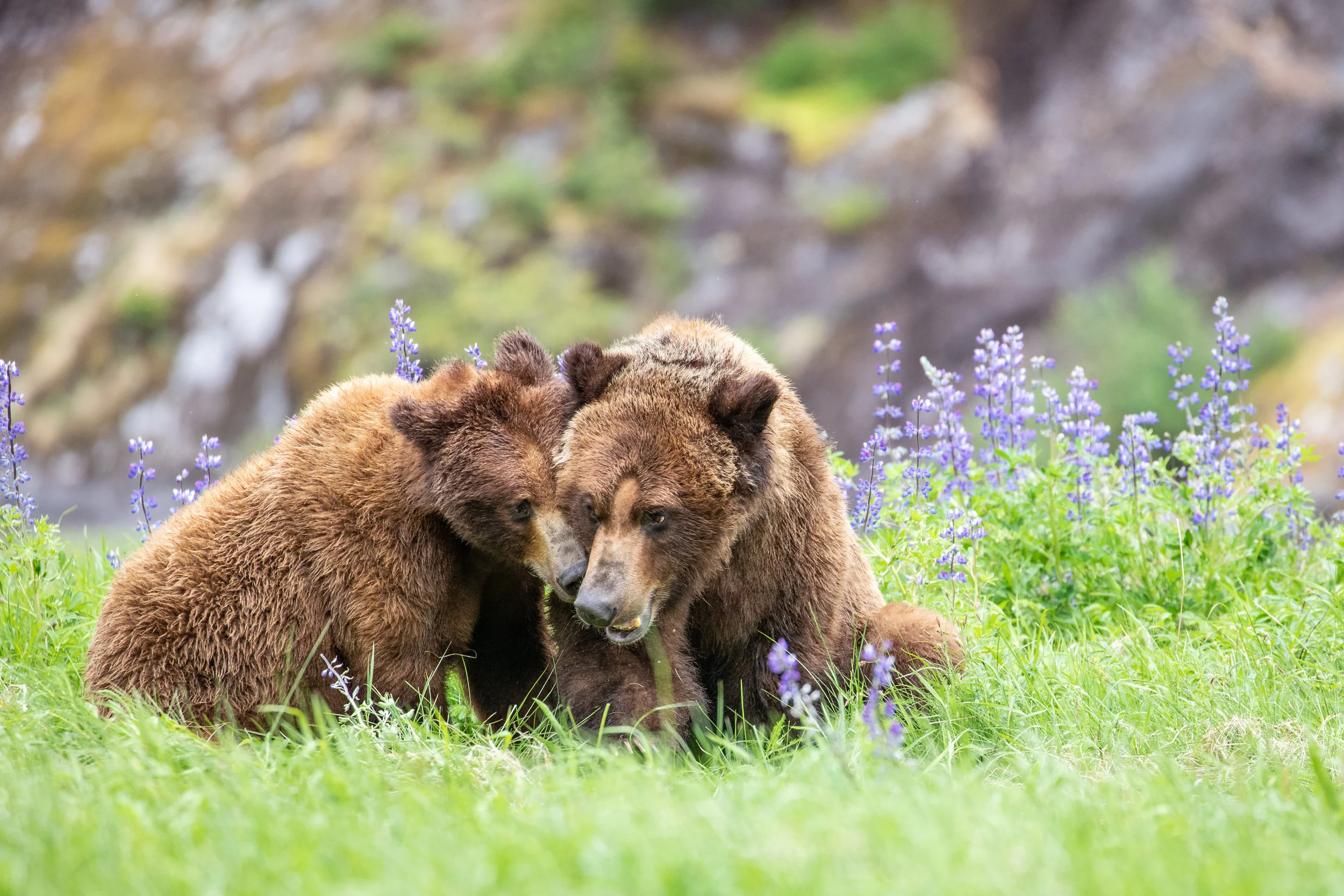 This moment right here. It was just incredible to be present. In the spring time, for bears, it is time to reproduce. This is about the only time you will see interactions between males and females that isn’t conflict or cubs. As I watched these two love birds wrestle and cuddle, I thought about how amazing it was that these bears can spend such an intimate and joyful moment together, and when its over, separate forever. They seemed so in love, and yet never break that natural ‘rule’, that bears are solitary animals. I want this print to be absolutely perfect for you. Fill in the form below, and lets get started.