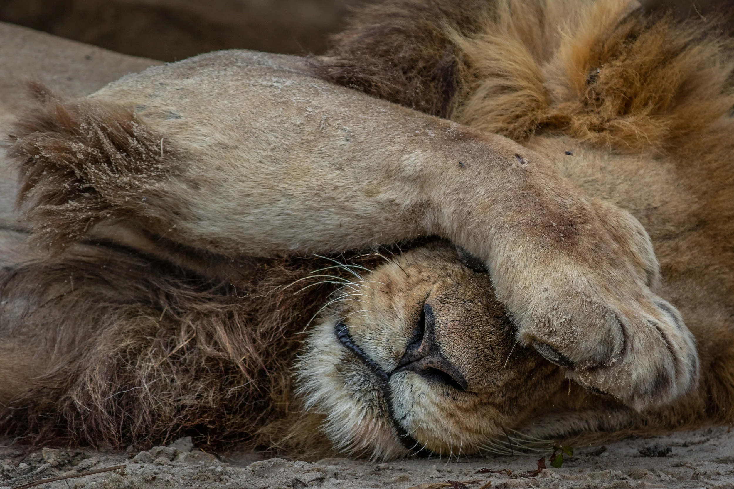 Lions do a whole lot of sleeping. And when they hunt, its usually dark, so its hard to take pictures. To capture a unique image of a lion is quite difficult. So when this male beast ‘turned out the lights’ by covering his eyes with his giant paw, I thought it was an opportunity for a different kind of lion photograph. I want this print to be absolutely perfect for you. Fill in the form below, and lets get started.
