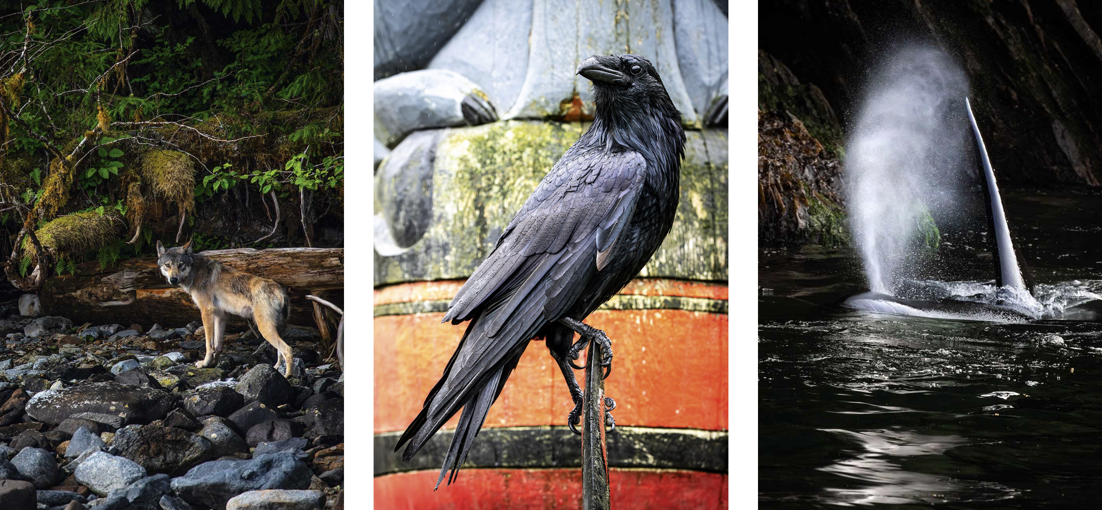 A collage of three nature scenes: a wolf on rocky ground in a forest, a black bird perched on a stick with a colorful background, and a whale breaching the water.