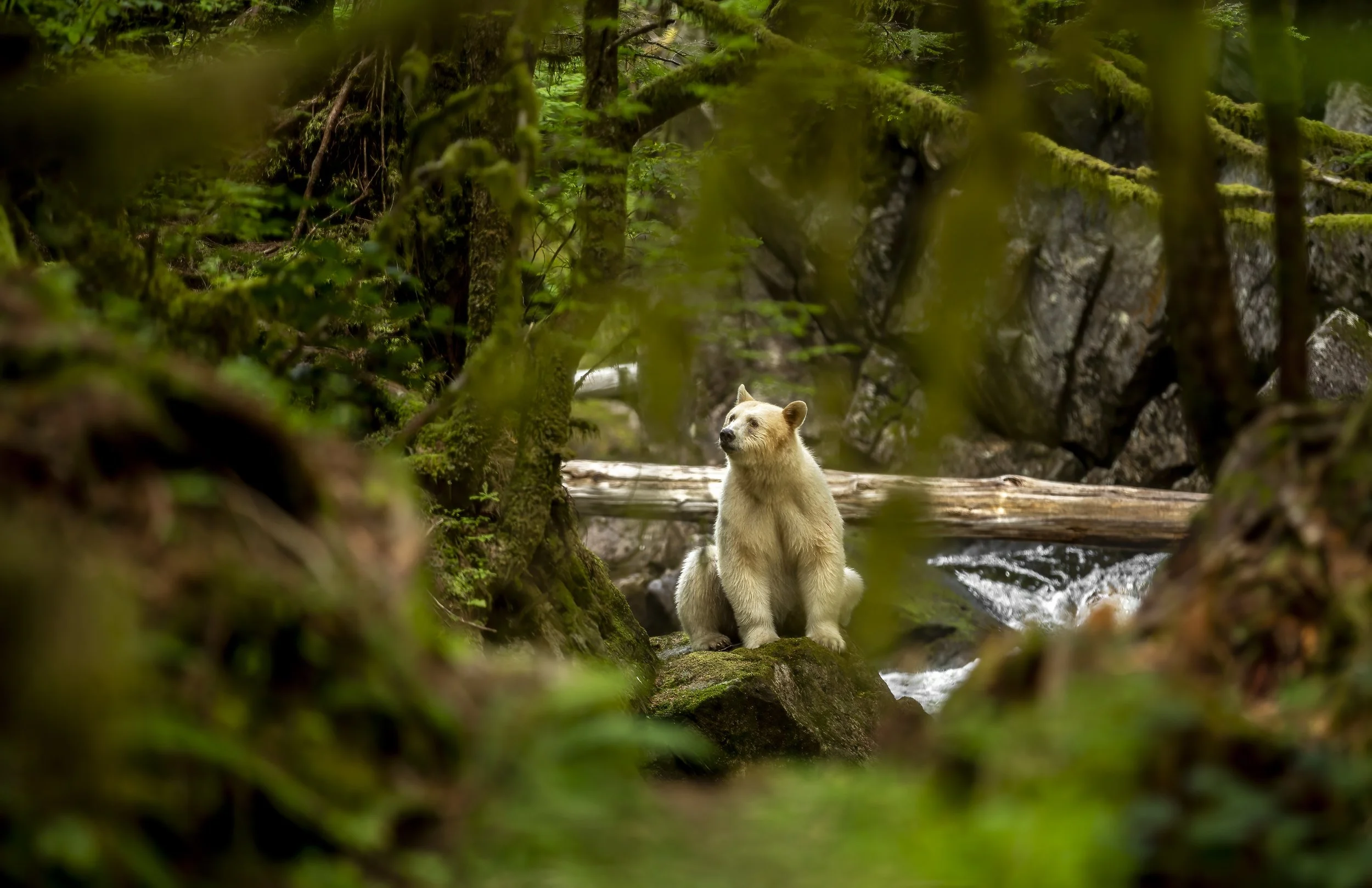 A spirit bear sitting in a forest near a small stream, surrounded by moss-covered trees and rocks.