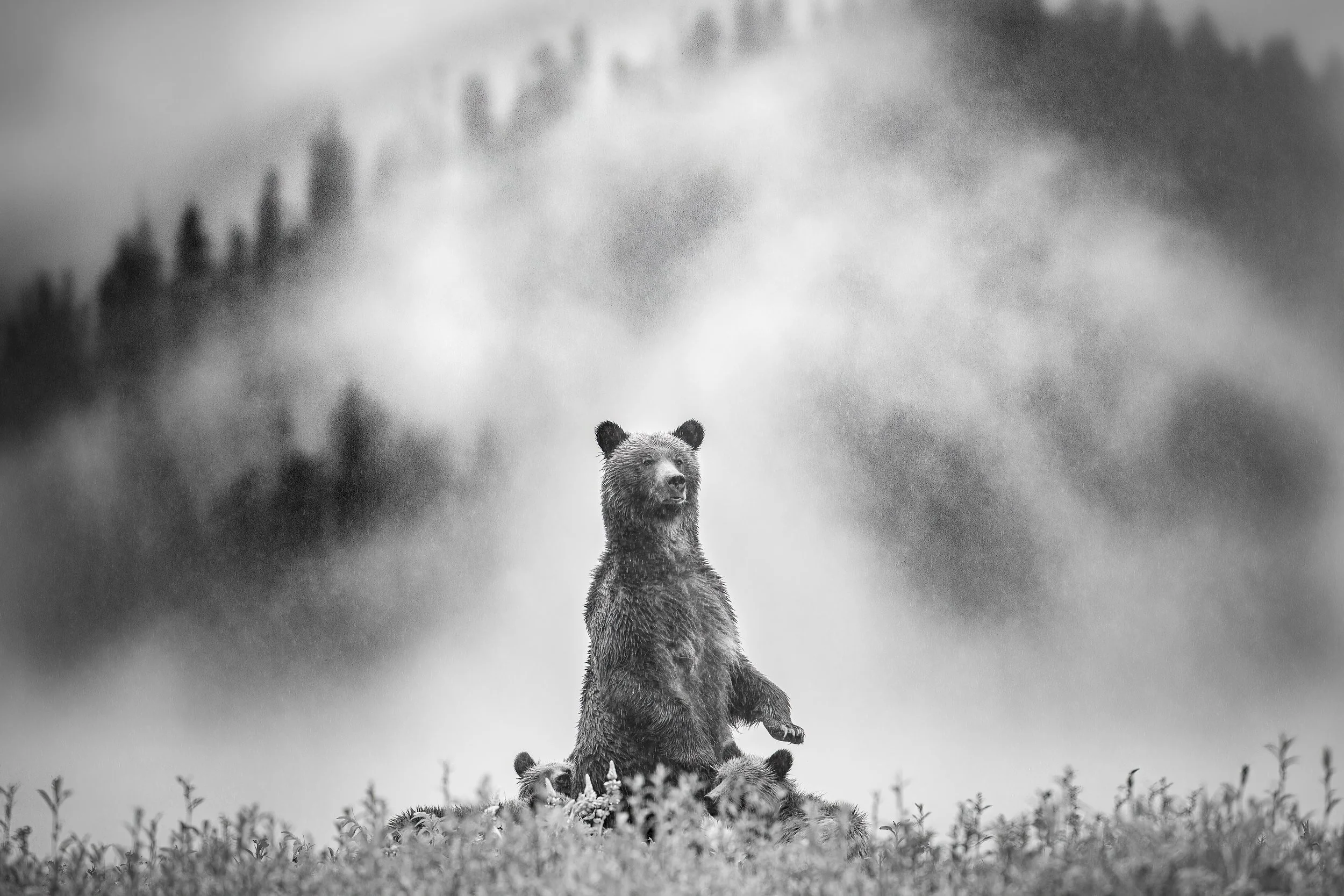 GUARDIAN